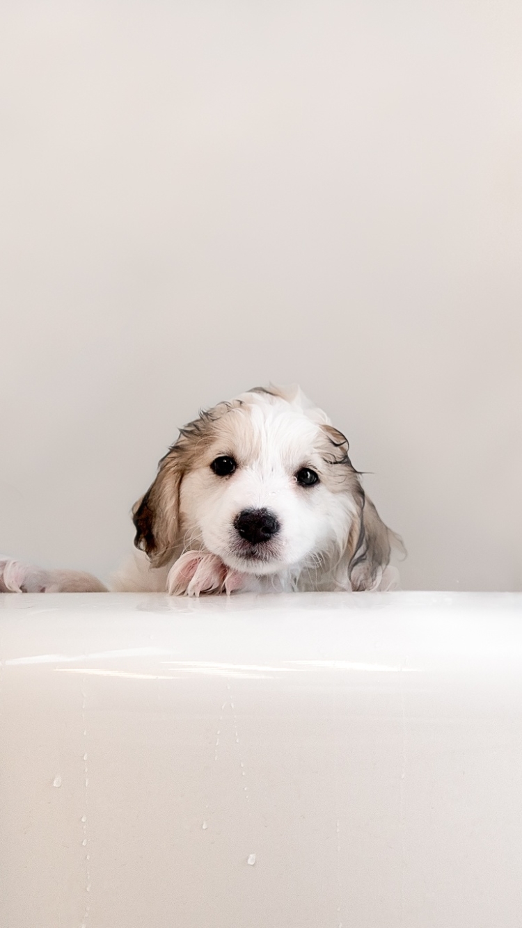 無料モバイル壁紙動物, 犬, 子犬, 可愛い, 赤ちゃん動物をダウンロードします。