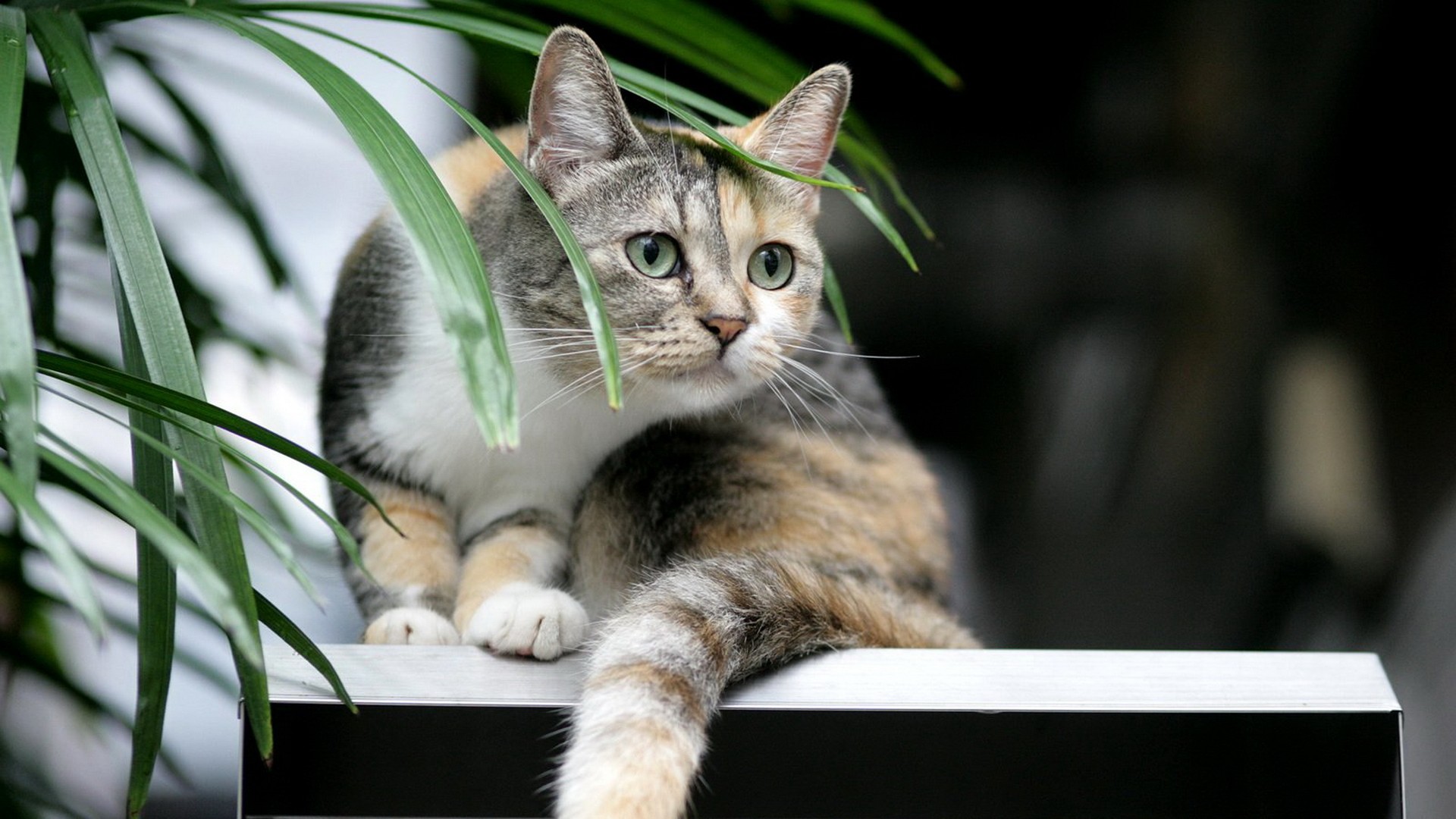 Baixe gratuitamente a imagem Animais, Gatos, Gato na área de trabalho do seu PC