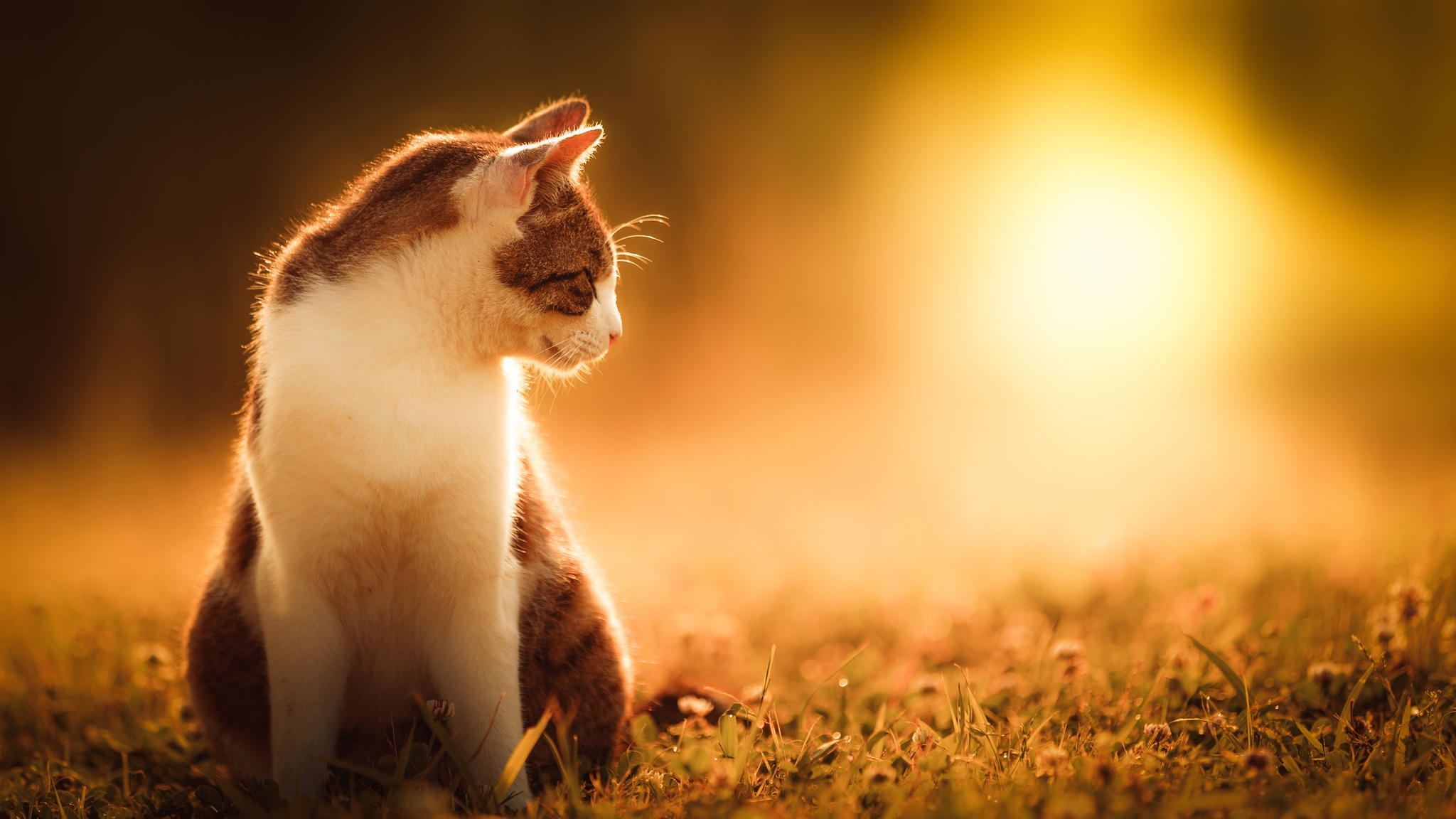 Baixe gratuitamente a imagem Animais, Gatos, Gato na área de trabalho do seu PC