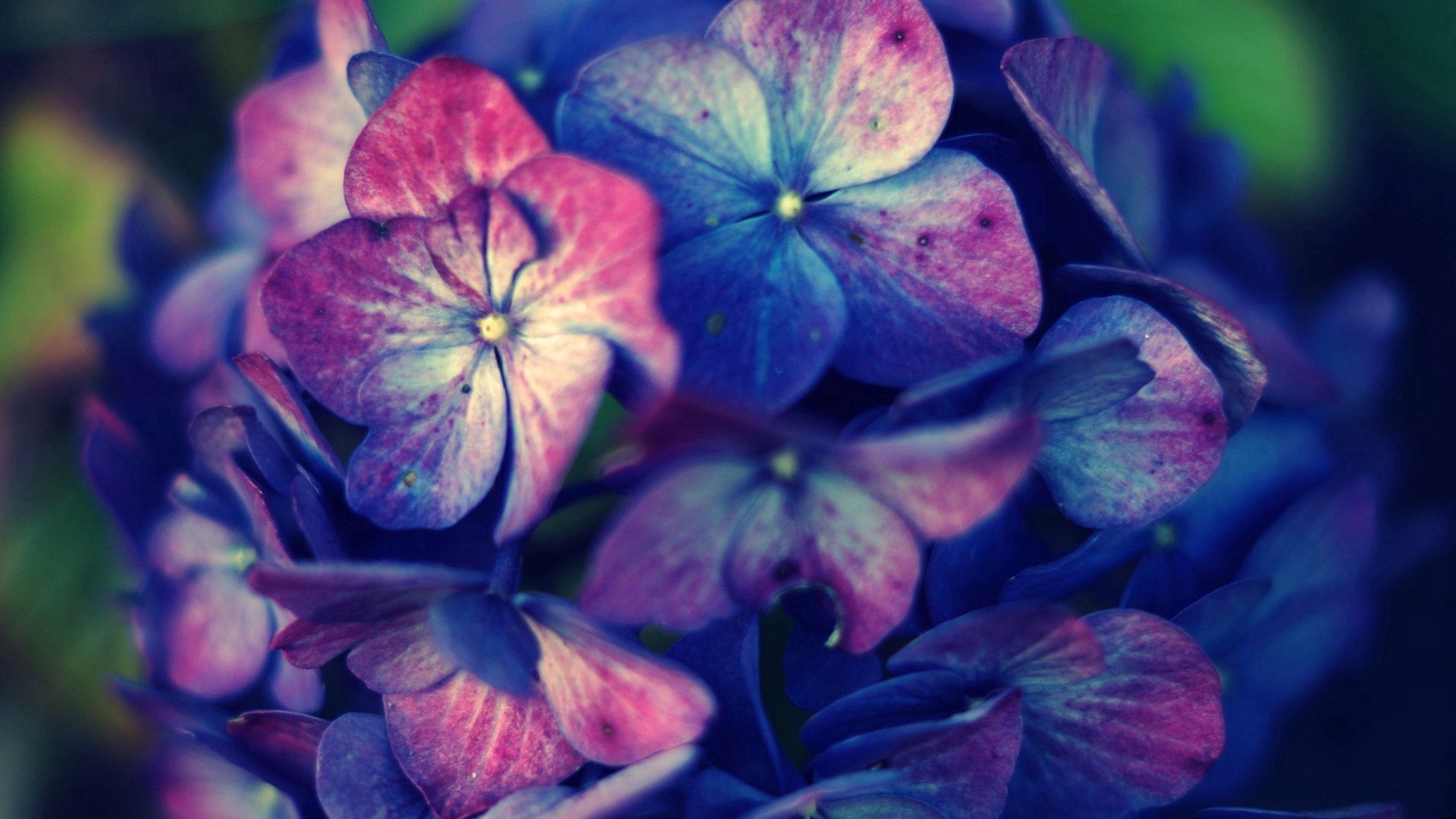 Download mobile wallpaper Macro, Spots, Flowers, Stains, Light, Shine for free.