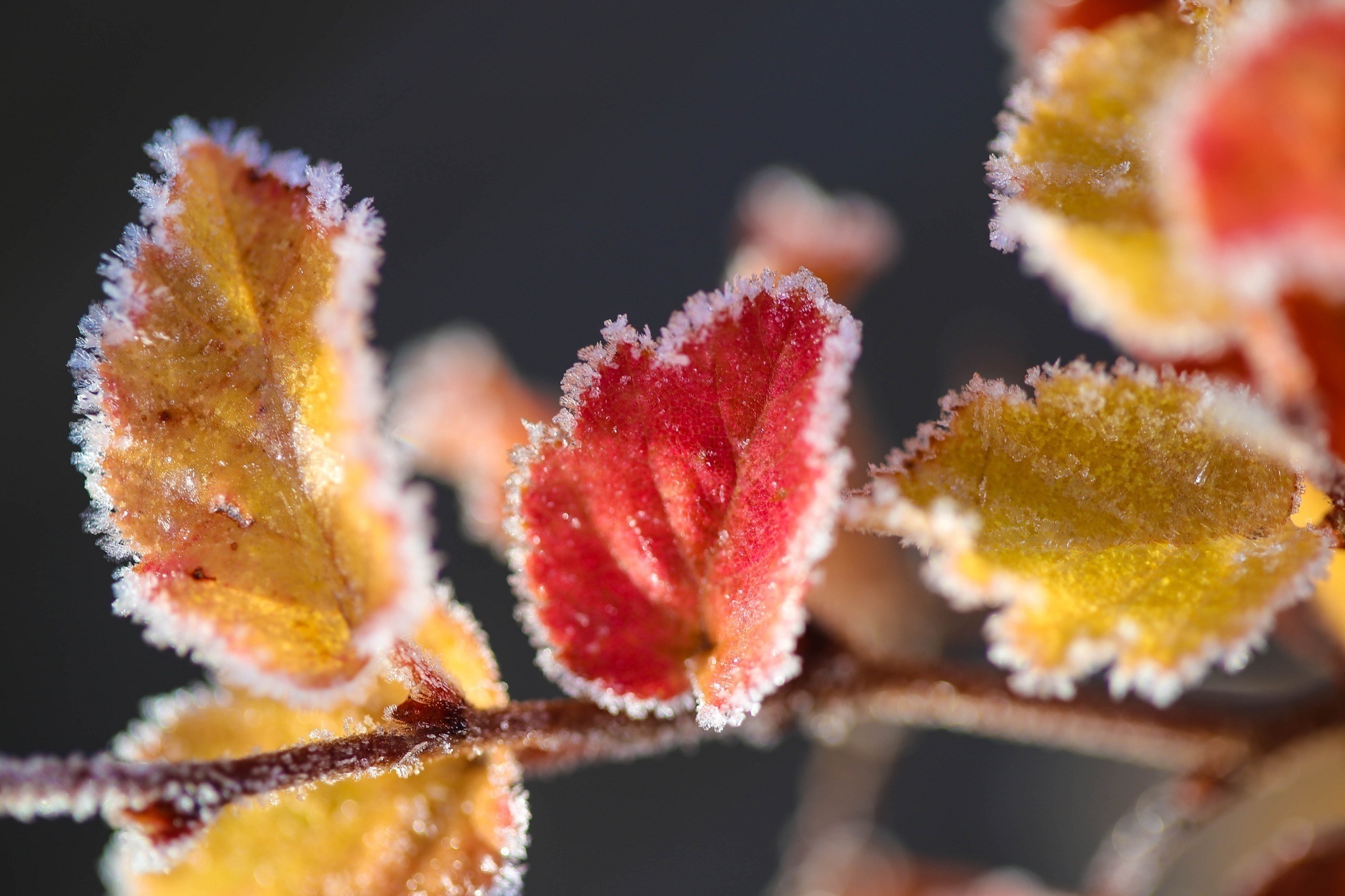 frost, macro, leaves, branch, hoarfrost HD wallpaper
