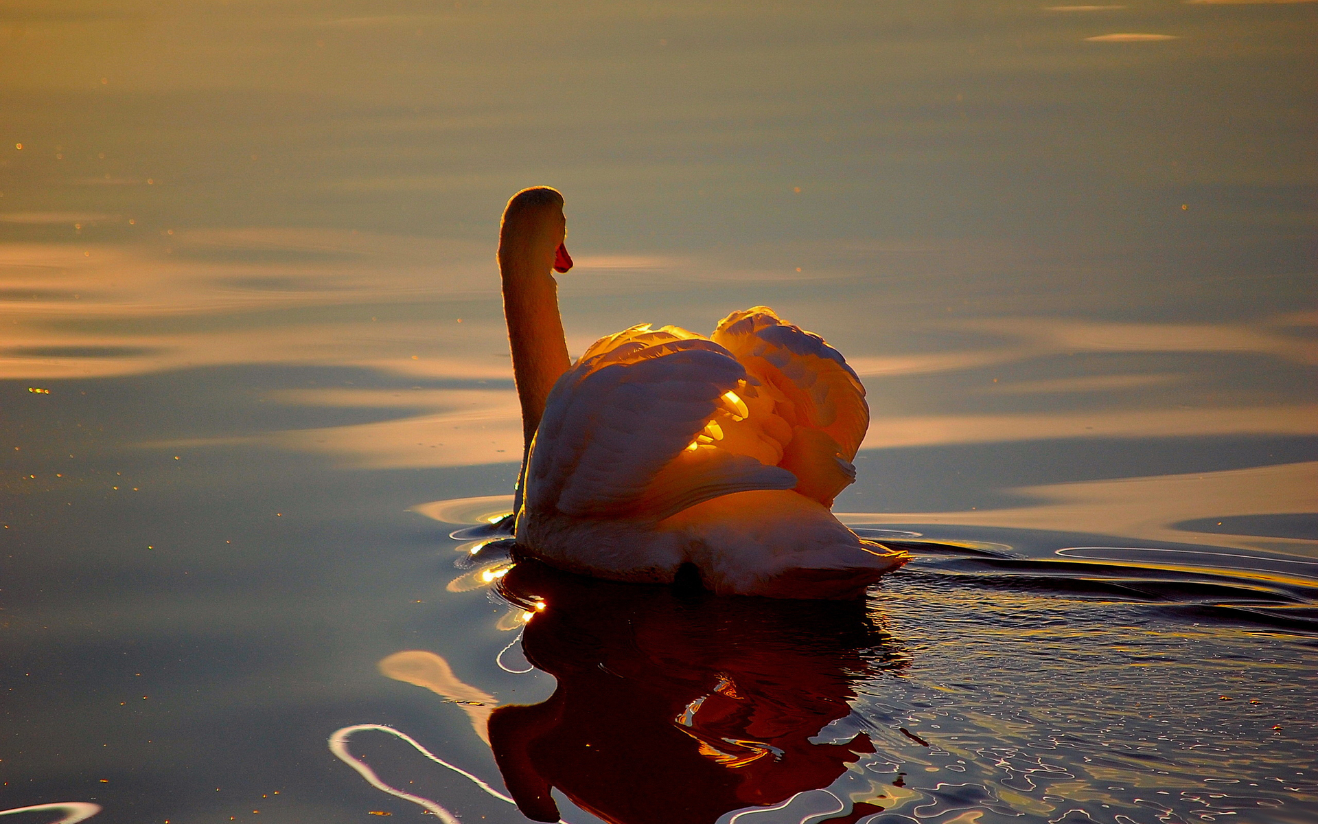 Laden Sie das Tiere, Schwan-Bild kostenlos auf Ihren PC-Desktop herunter