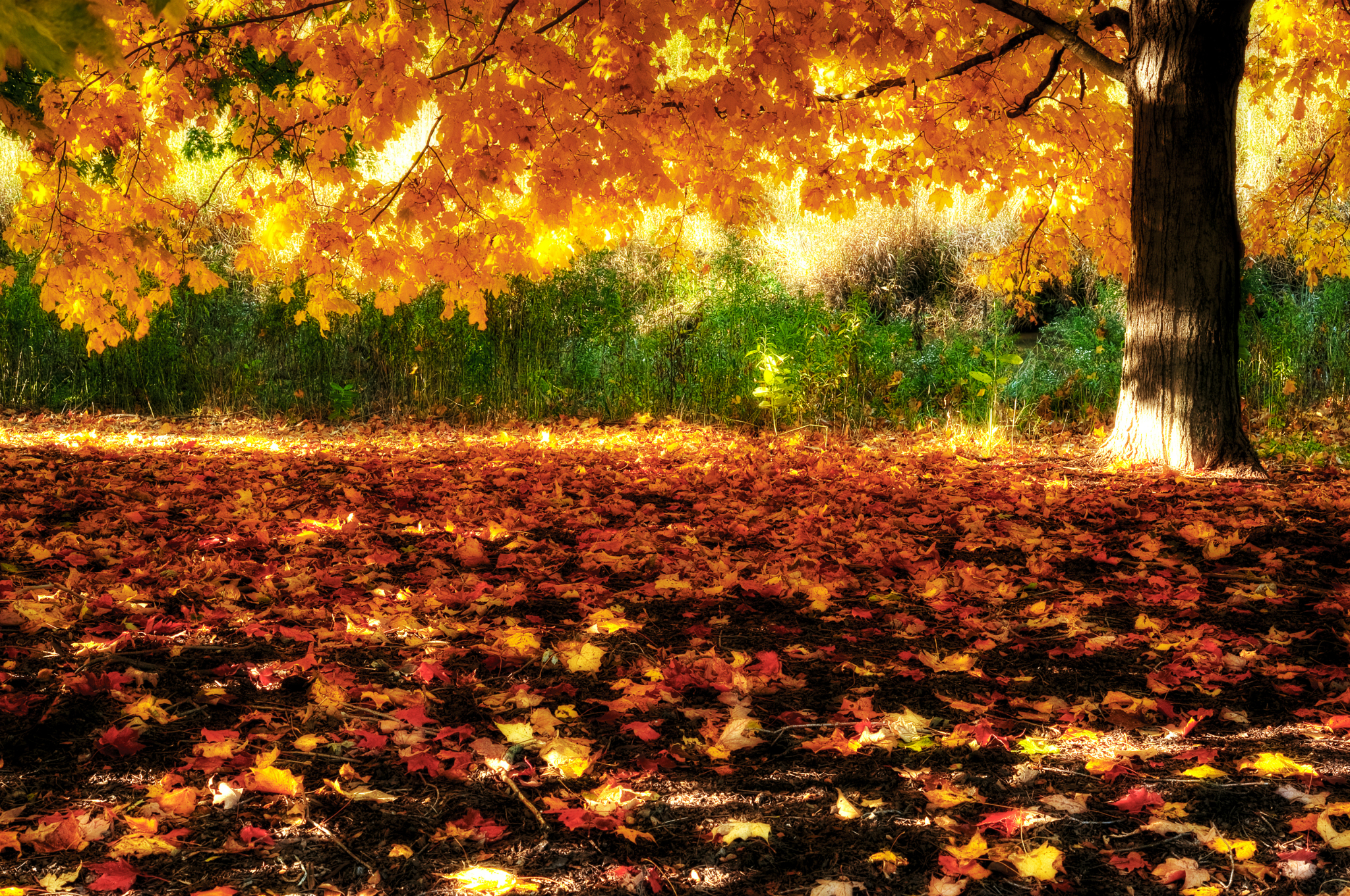Baixe gratuitamente a imagem Natureza, Outono, Árvore, Ramo, Terra, Fotografia, Gad na área de trabalho do seu PC
