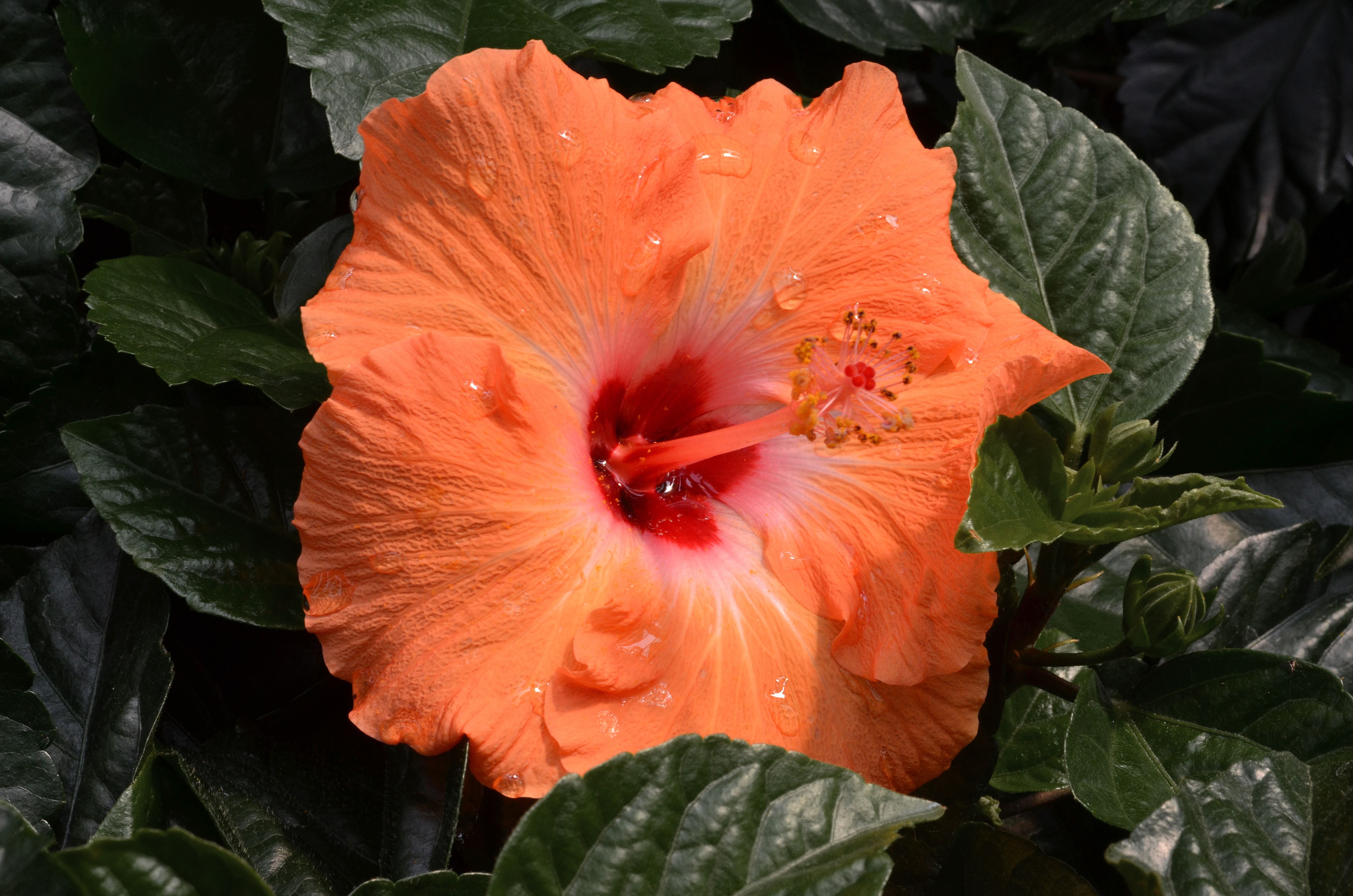 Download mobile wallpaper Flowers, Flower, Close Up, Earth, Hibiscus, Peach Flower for free.