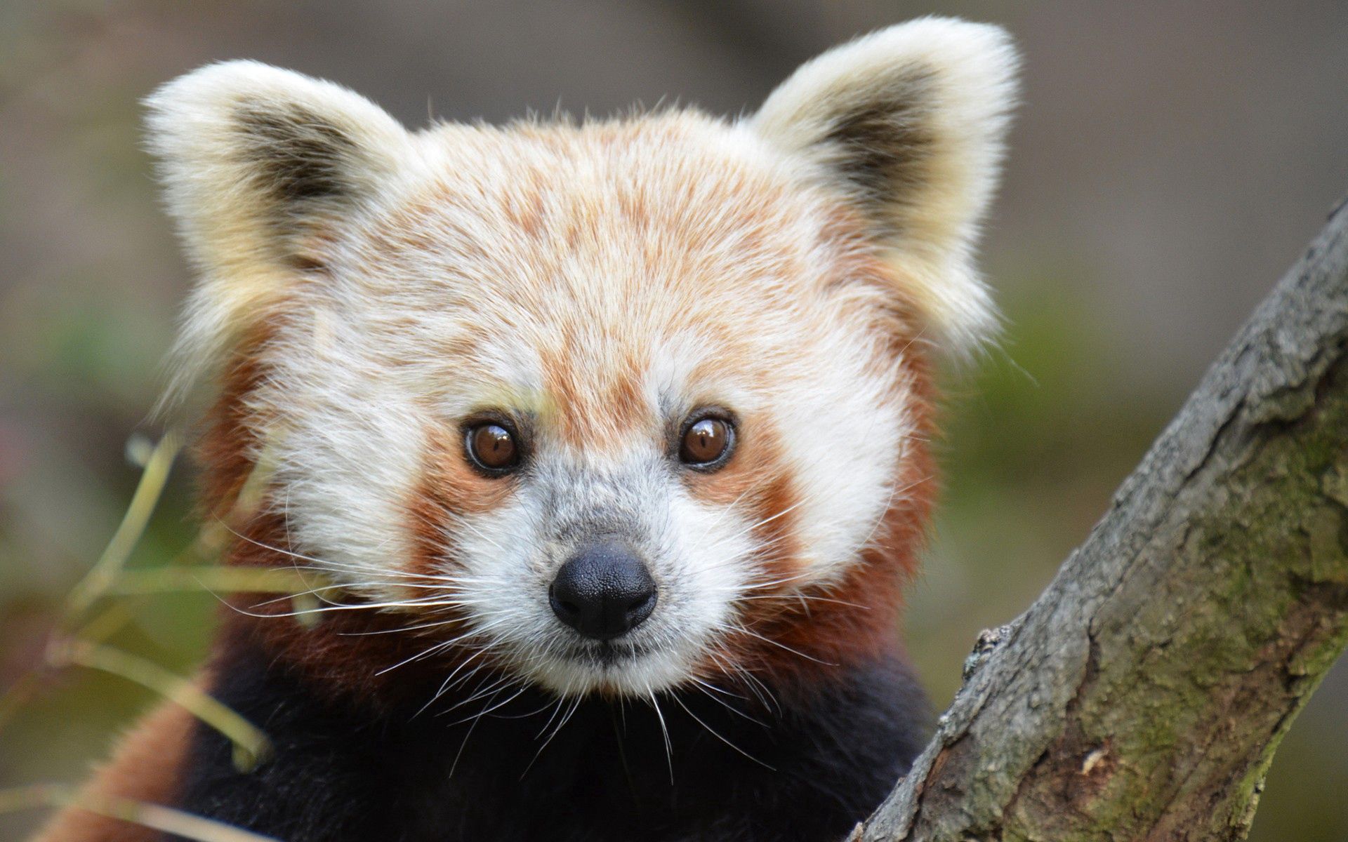 131600 завантажити картинку тварини, погляд, заява, ніс, червона панда - шпалери і заставки безкоштовно