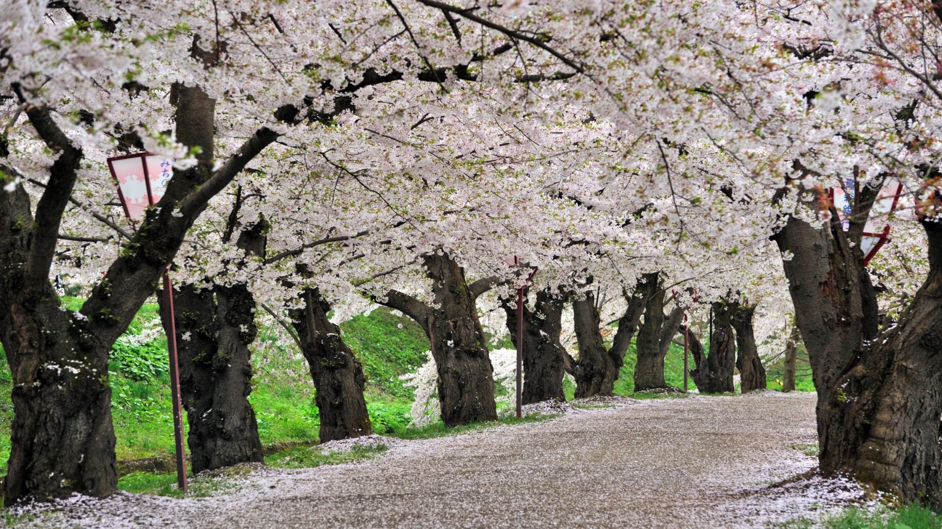 Laden Sie das Bäume, Straße, Natur, Blumen-Bild kostenlos auf Ihren PC-Desktop herunter