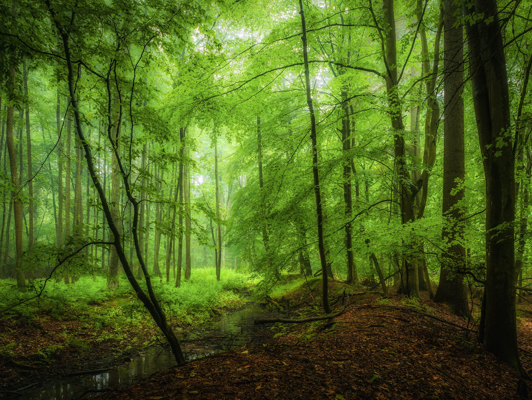 Descarga gratis la imagen Naturaleza, Bosque, Árbol, Chorro, Tierra/naturaleza en el escritorio de tu PC