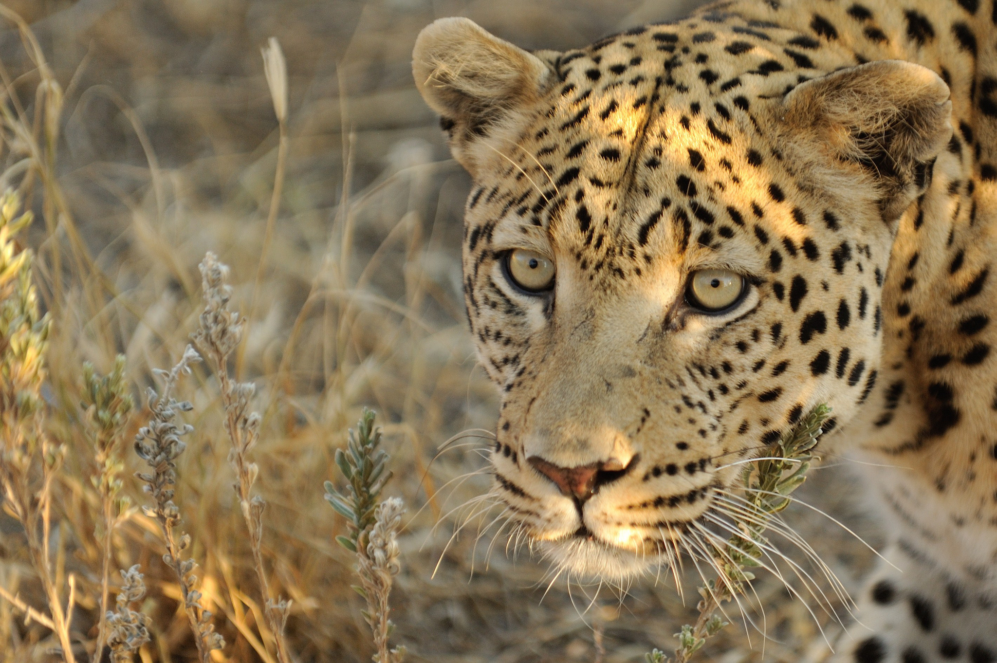 Handy-Wallpaper Leopard, Katzen, Tiere kostenlos herunterladen.