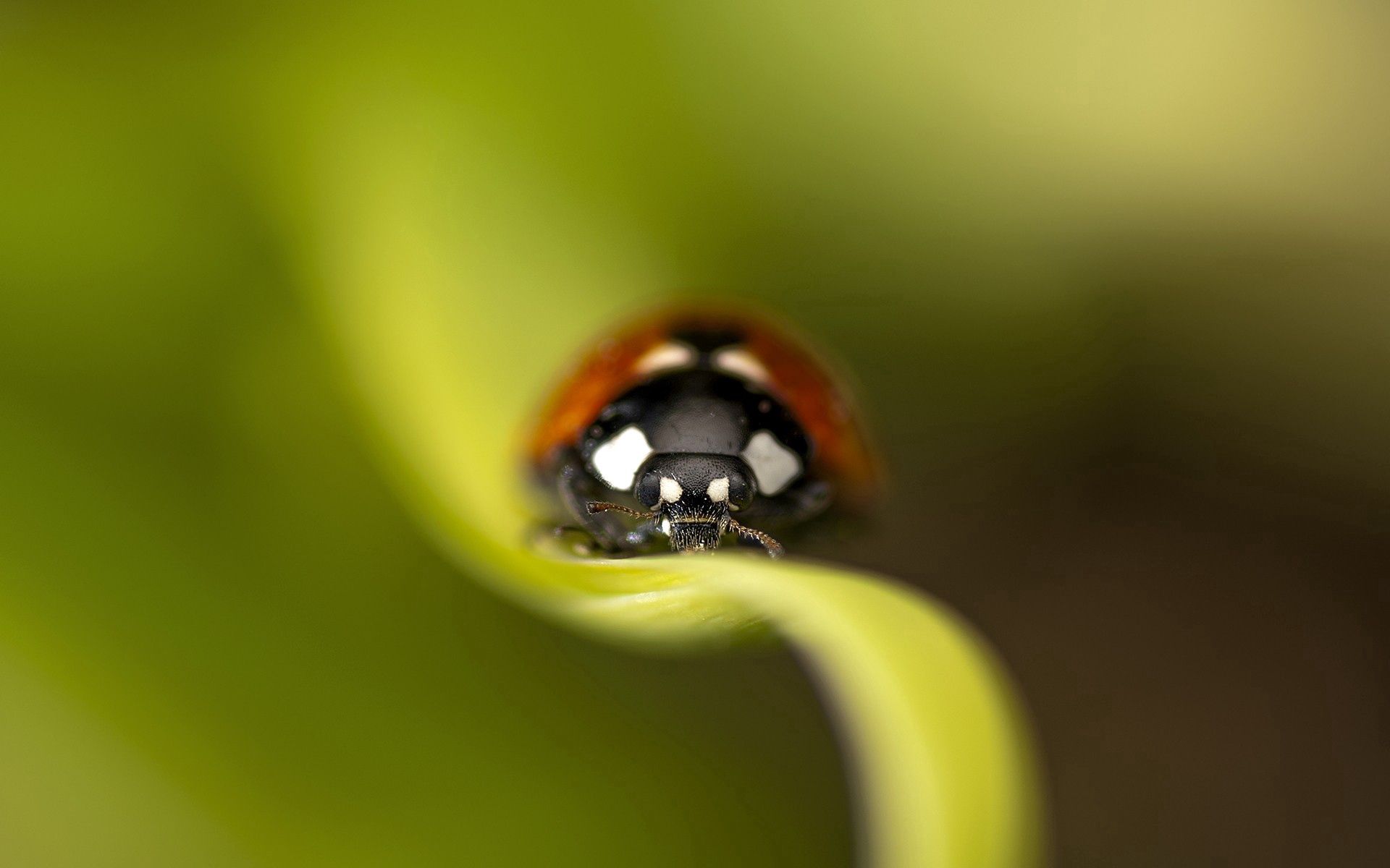 ladybird, grass, macro, sheet, leaf, insect, ladybug 4K Ultra