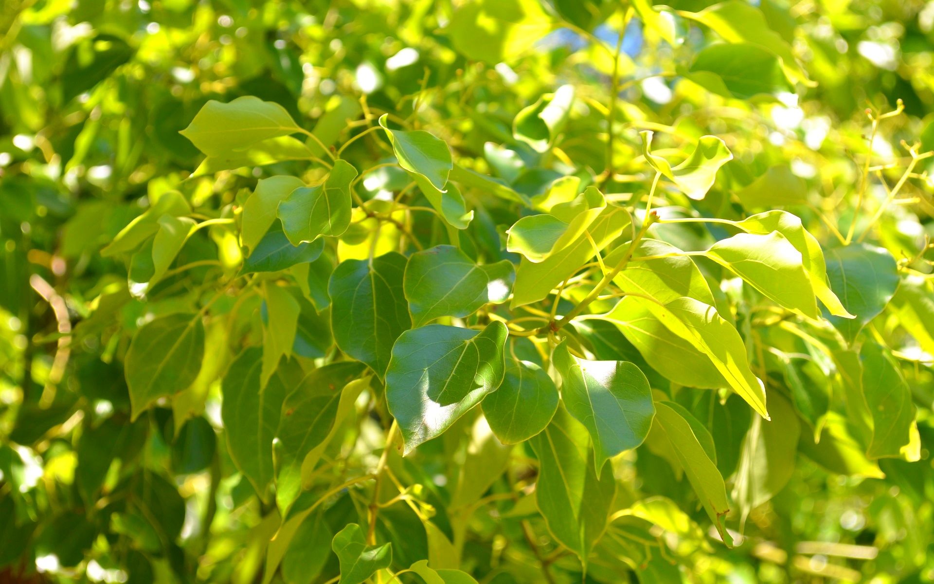 Baixar papel de parede para celular de Natureza, Árvore, Folha, Terra/natureza gratuito.