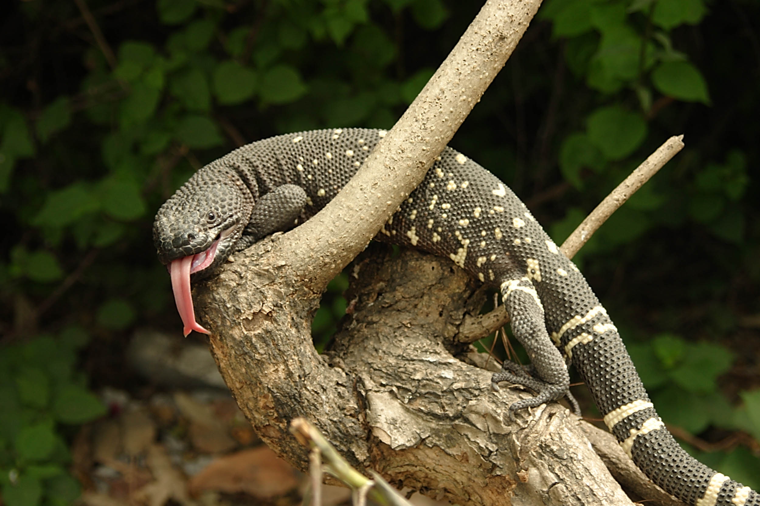 304582 Fondos de pantalla e Lagarto imágenes en el escritorio. Descarga protectores de pantalla  en tu PC gratis