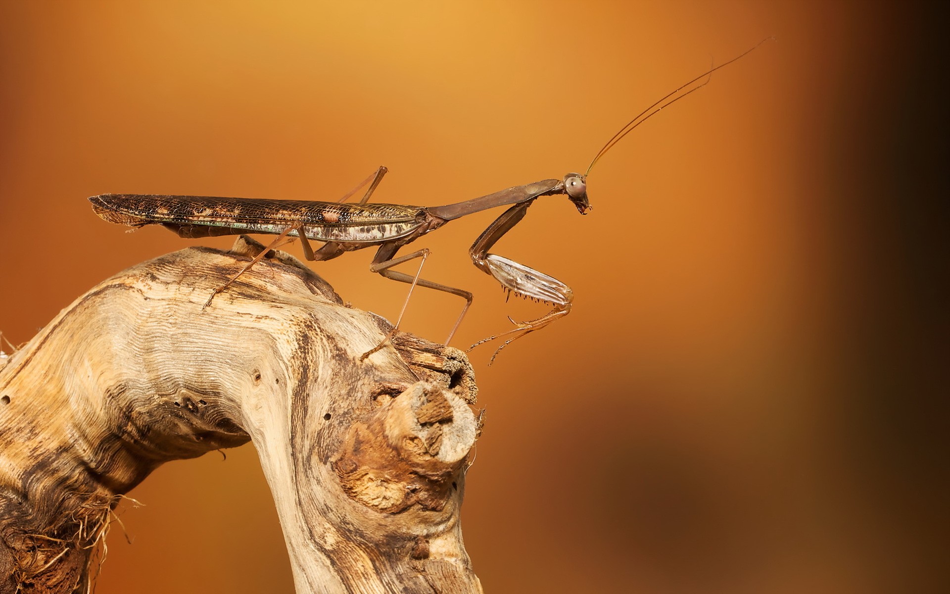 Download mobile wallpaper Insects, Macro, Insect, Animal, Praying Mantis for free.