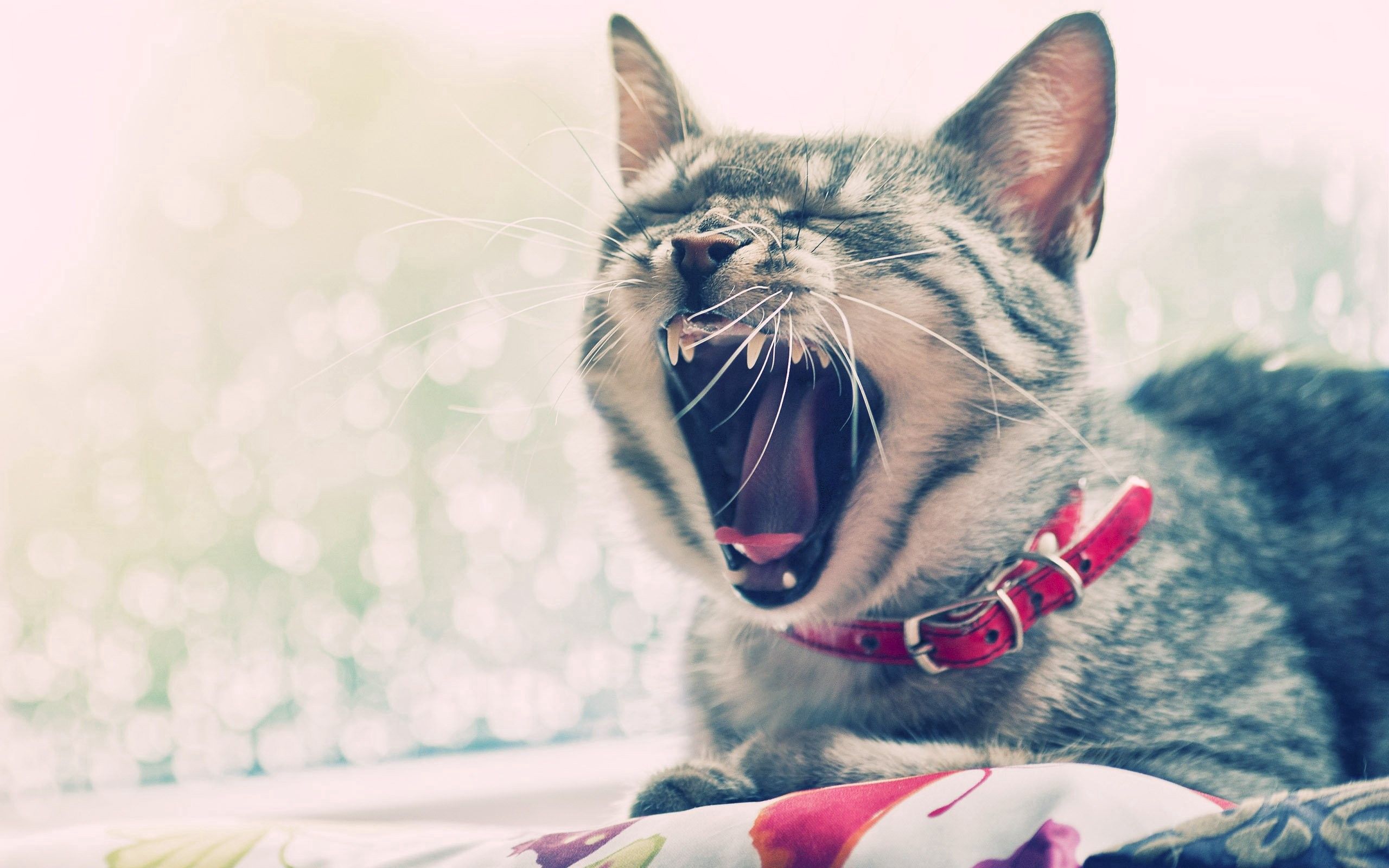 Download mobile wallpaper Muzzle, To Yawn, Yawn, Collar, Animals, Cat for free.