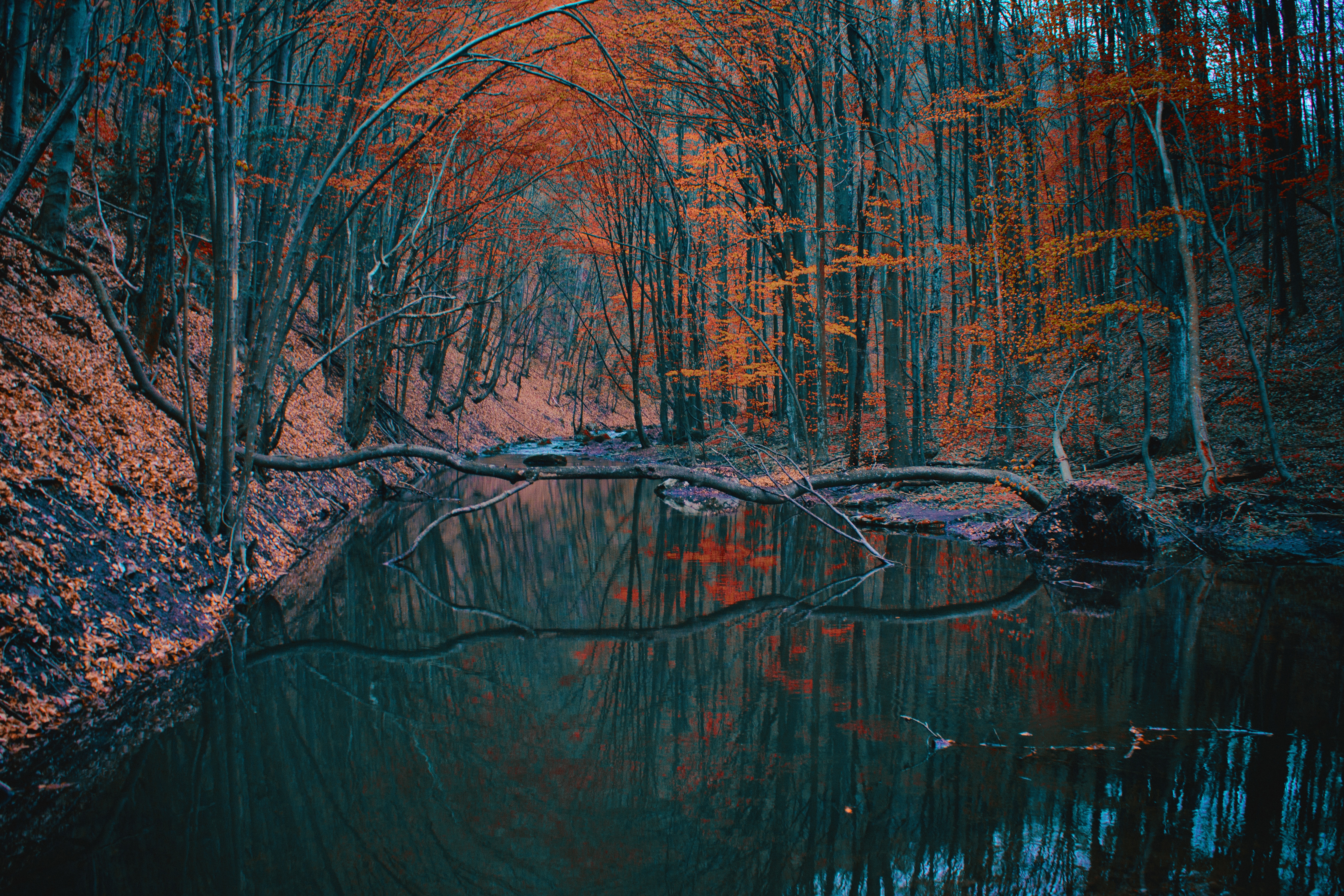 PCデスクトップに自然, 川, 木, 秋, 反射, 森, 地球画像を無料でダウンロード