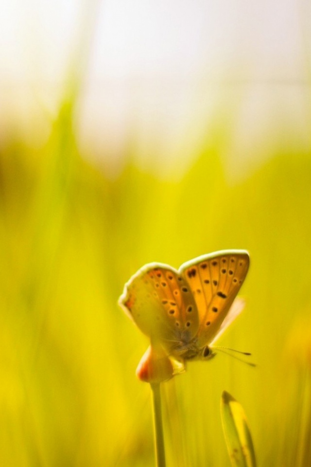 Descarga gratuita de fondo de pantalla para móvil de Animales, Mariposa.