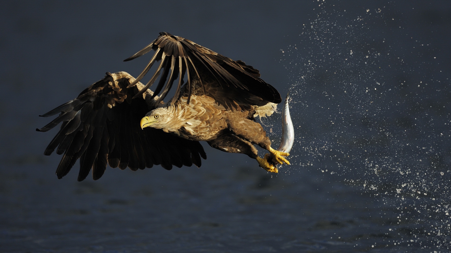 Free download wallpaper Animal, Eagle on your PC desktop