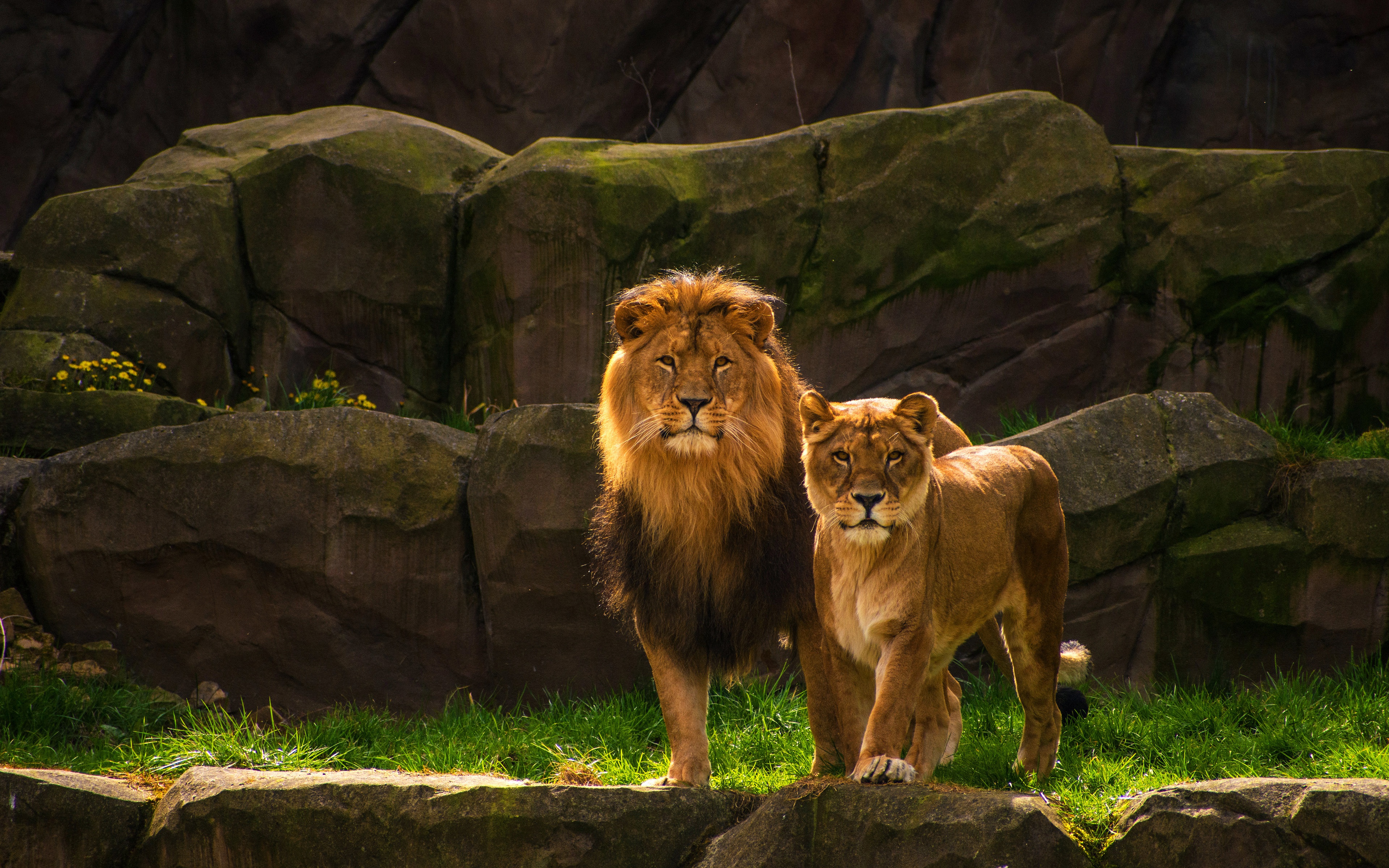 Download mobile wallpaper Cats, Couple, Lion, Animal for free.