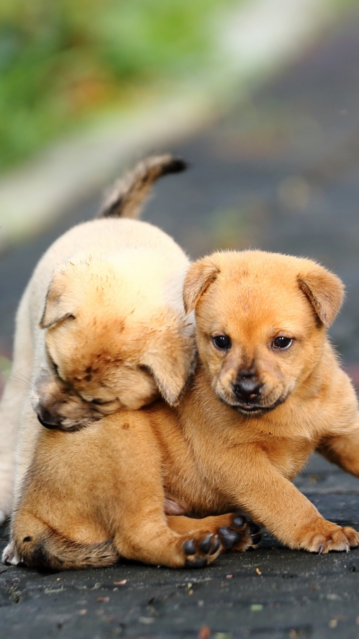 Download mobile wallpaper Dogs, Animal, Puppy for free.