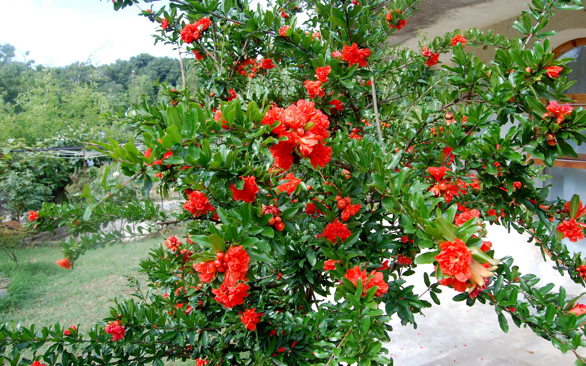 266202 Bildschirmschoner und Hintergrundbilder Blumen auf Ihrem Telefon. Laden Sie  Bilder kostenlos herunter