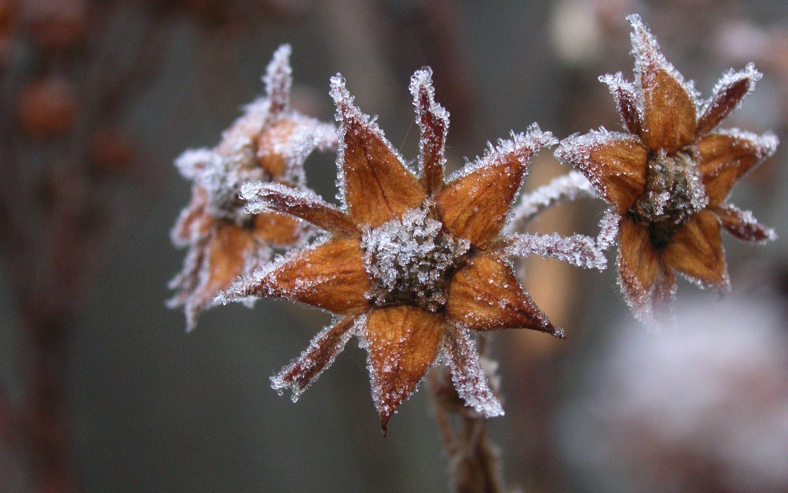 Free download wallpaper Flowers, Flower, Earth, Frozen on your PC desktop