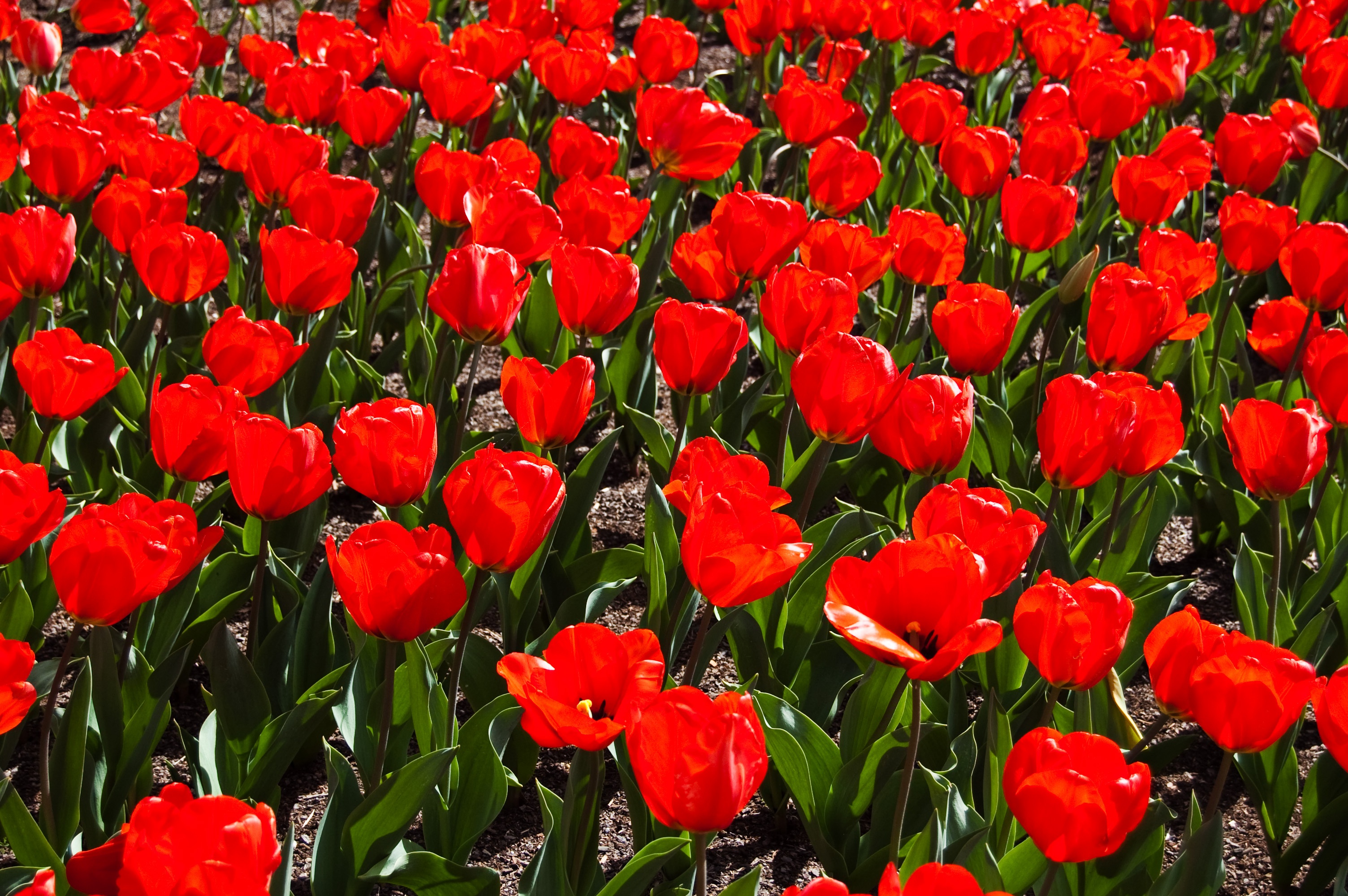 Free download wallpaper Nature, Flowers, Summer, Flower, Earth, Tulip, Red Flower on your PC desktop