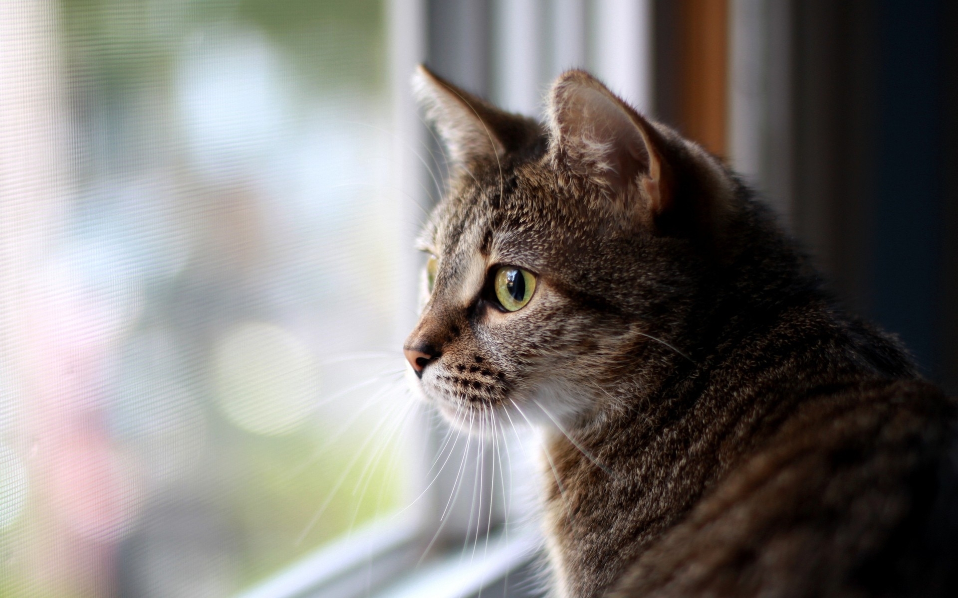 Baixe gratuitamente a imagem Gato, Gatos, Animais na área de trabalho do seu PC