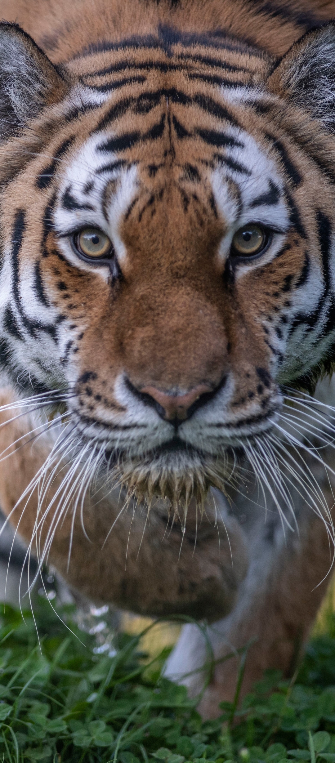 Descarga gratuita de fondo de pantalla para móvil de Animales, Gatos, Tigre, Mirar Fijamente.