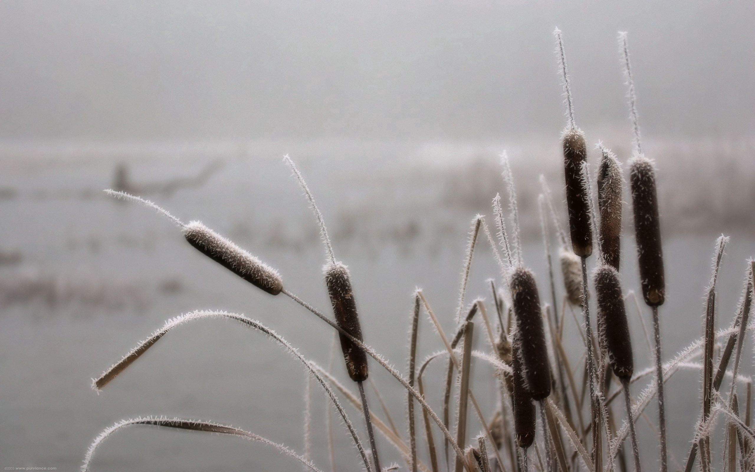nature, frost, hoarfrost, reeds, november