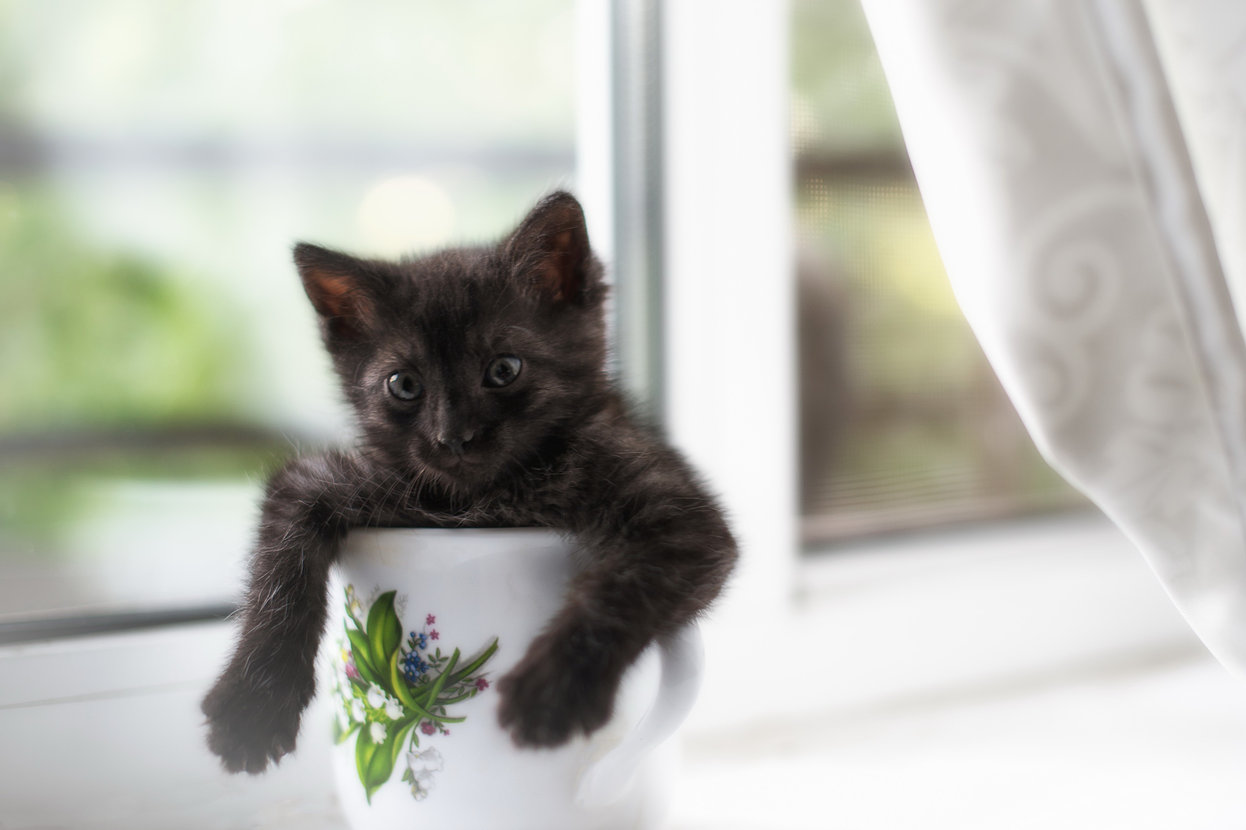 Free download wallpaper Cats, Cat, Kitten, Cup, Animal, Baby Animal on your PC desktop