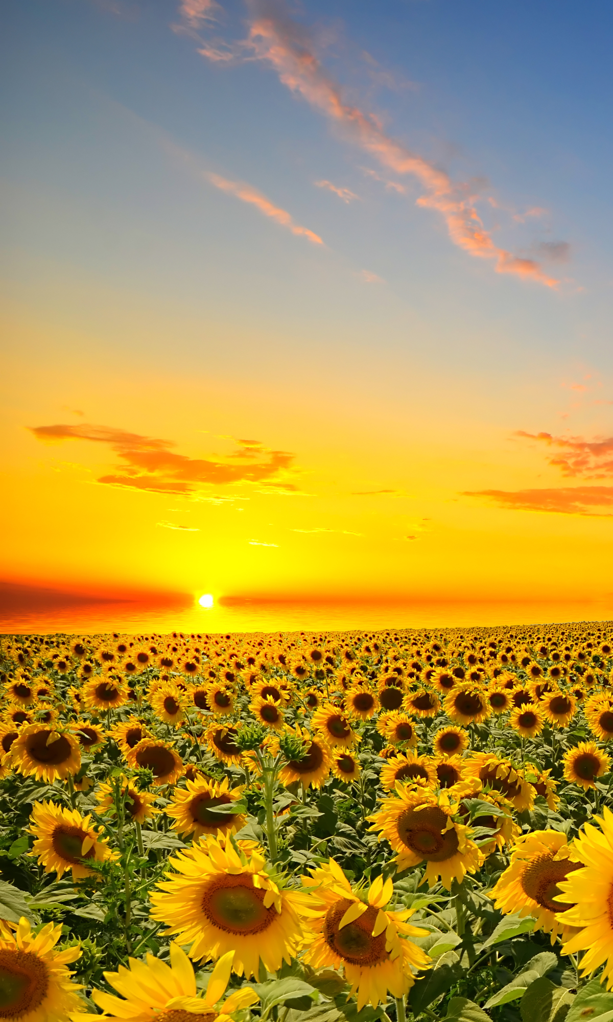 Download mobile wallpaper Flowers, Earth, Sunflower for free.