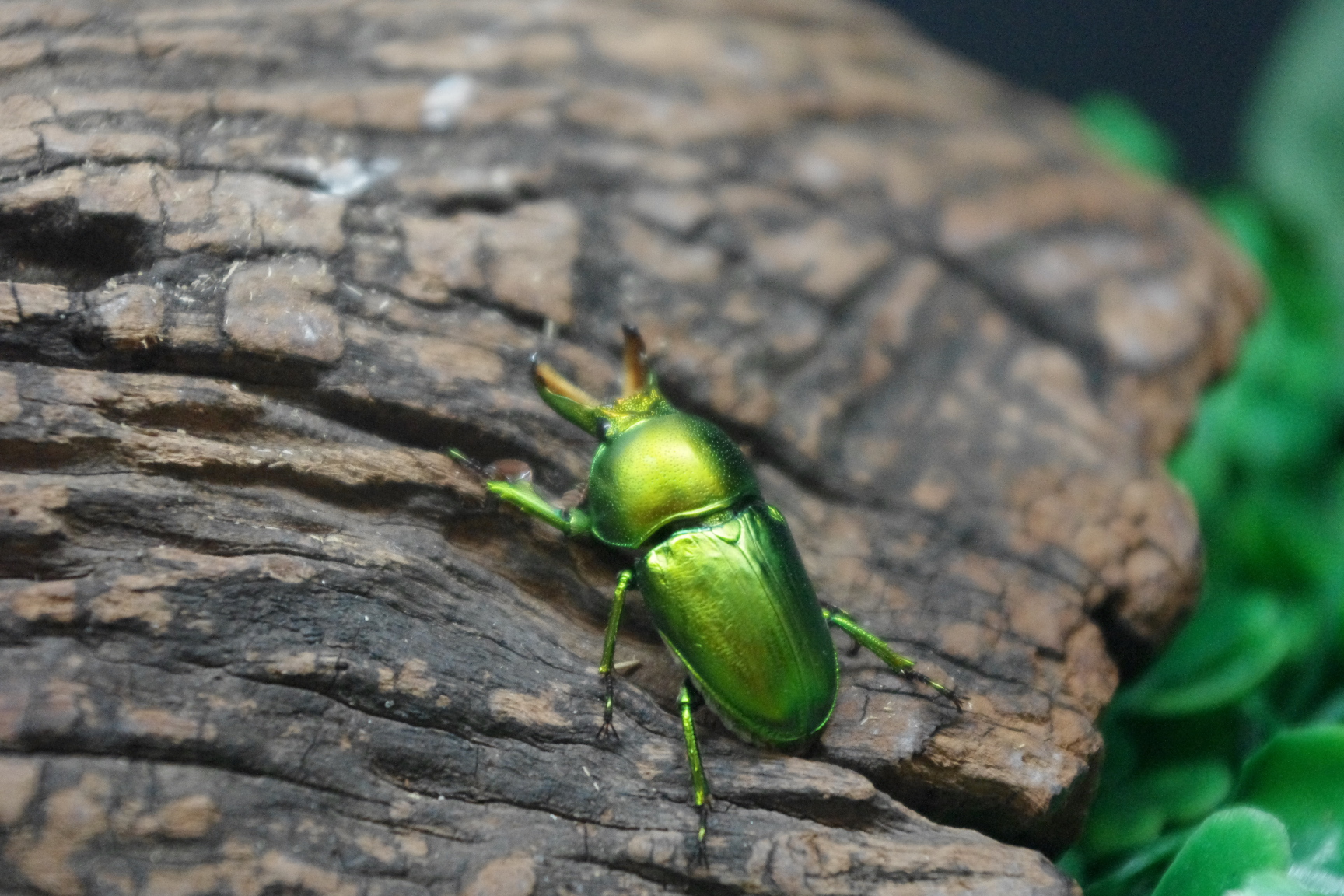 Téléchargez gratuitement l'image Animaux, Insecte sur le bureau de votre PC