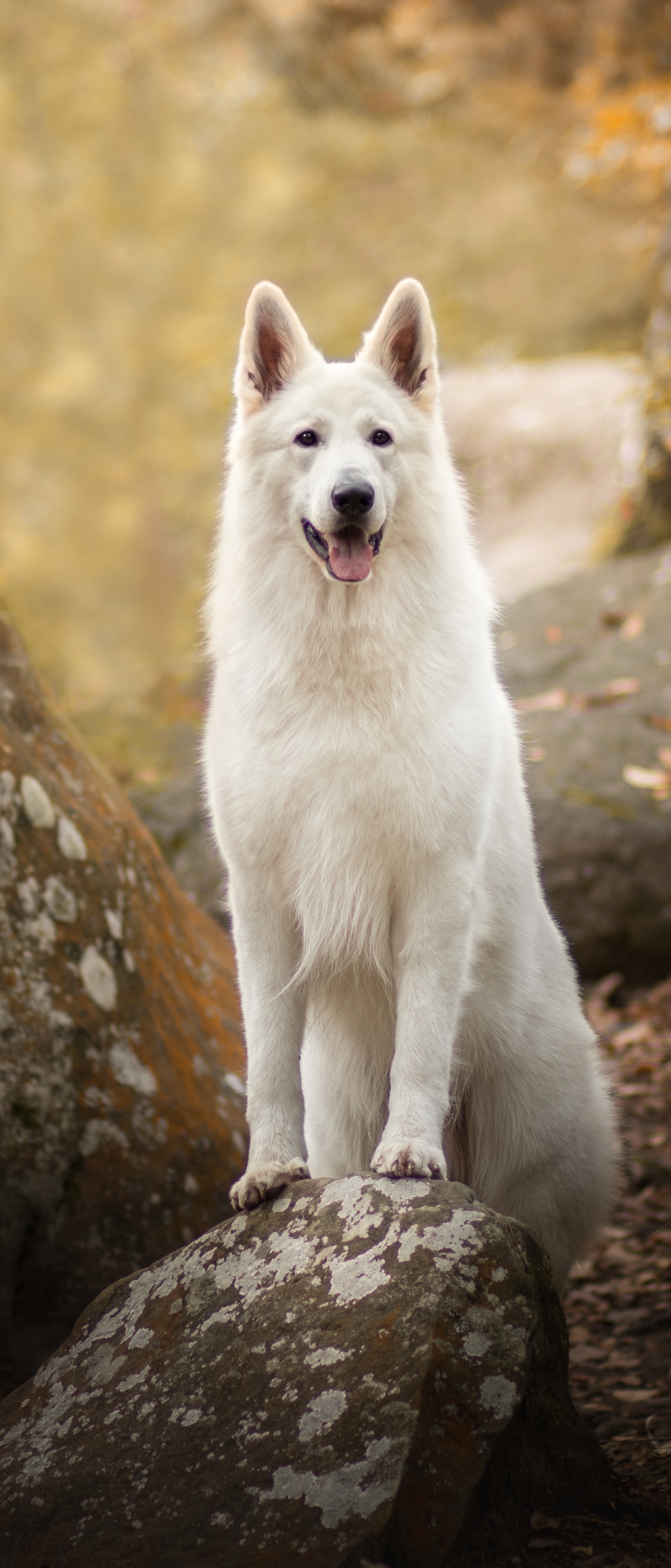 Free download wallpaper Dogs, Dog, Animal, White Shepherd on your PC desktop
