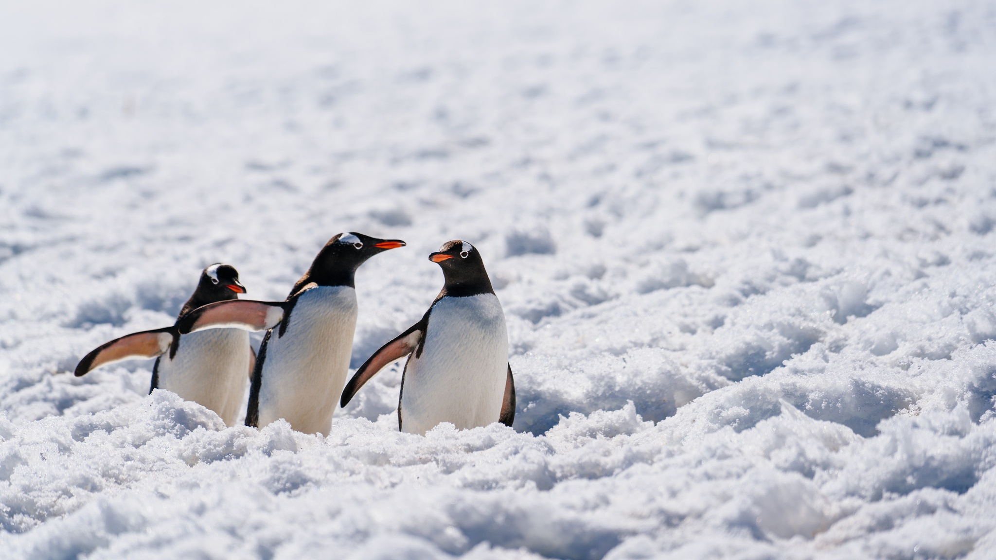 Скачати мобільні шпалери Птахи, Сніг, Тварина, Пінгвін безкоштовно.