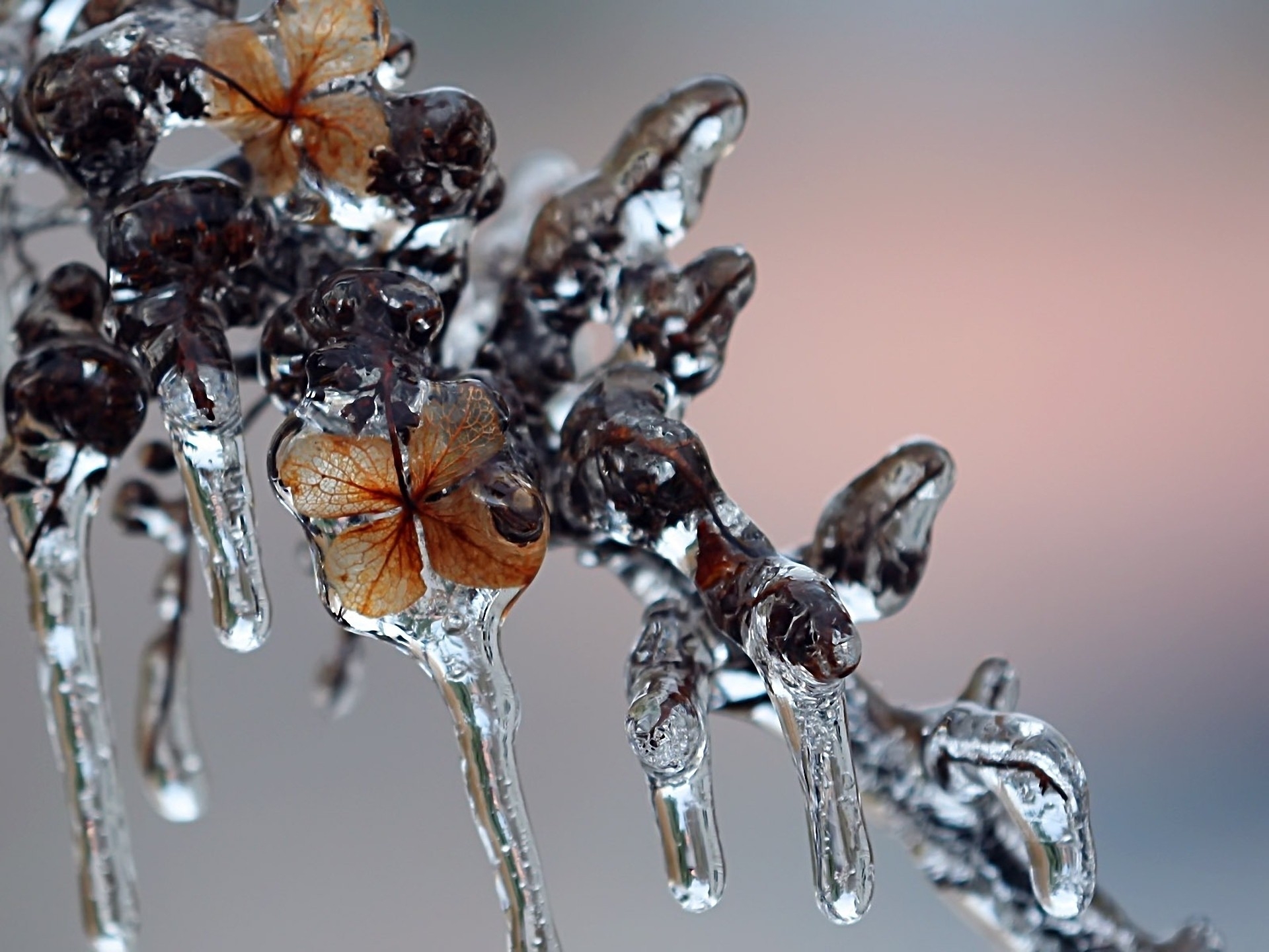 Laden Sie das Eis, Makro, Die Form, Form, Frost, Winter-Bild kostenlos auf Ihren PC-Desktop herunter