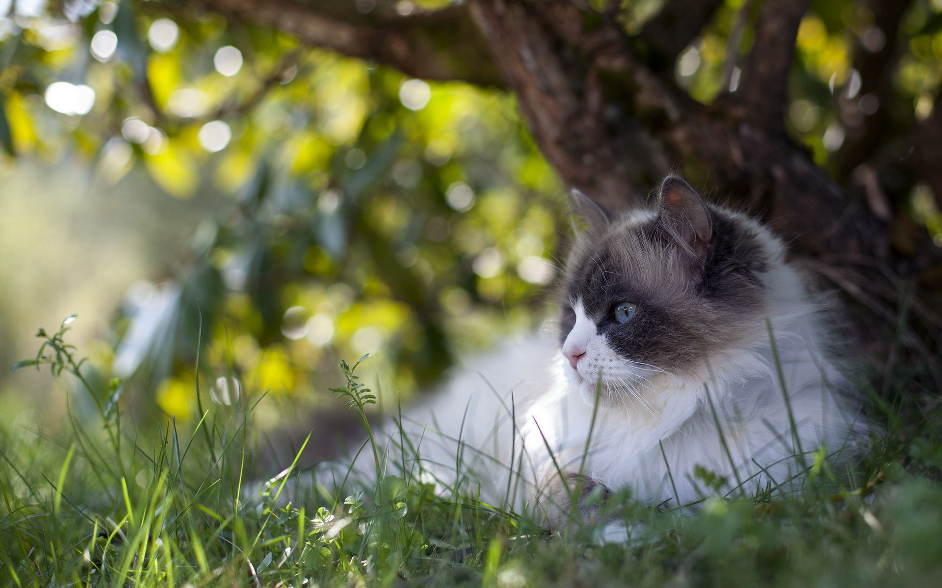 Laden Sie das Tiere, Katzen, Katze-Bild kostenlos auf Ihren PC-Desktop herunter