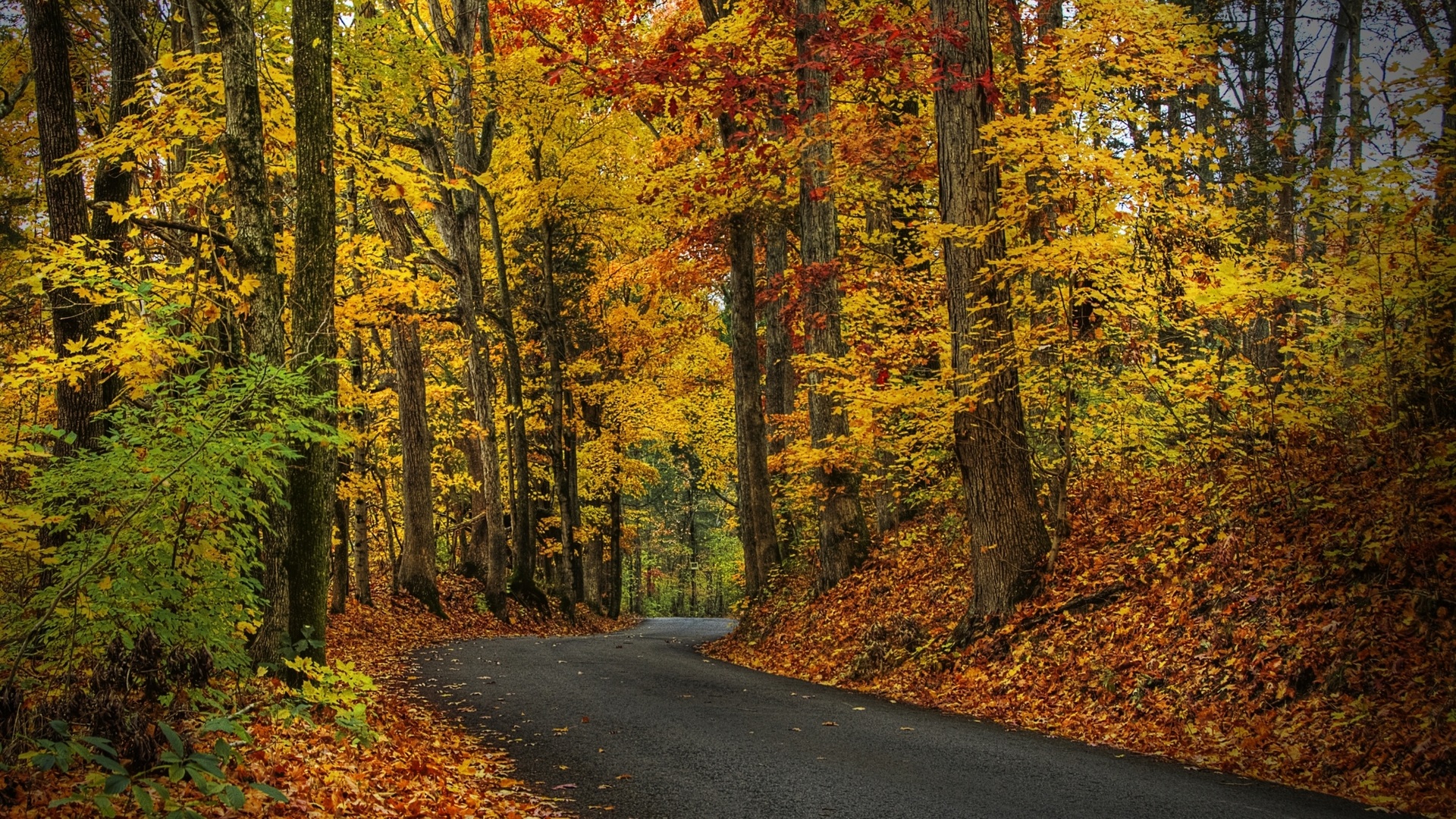 Baixar papel de parede para celular de Outono, Estrada, Floresta, Feito Pelo Homem gratuito.