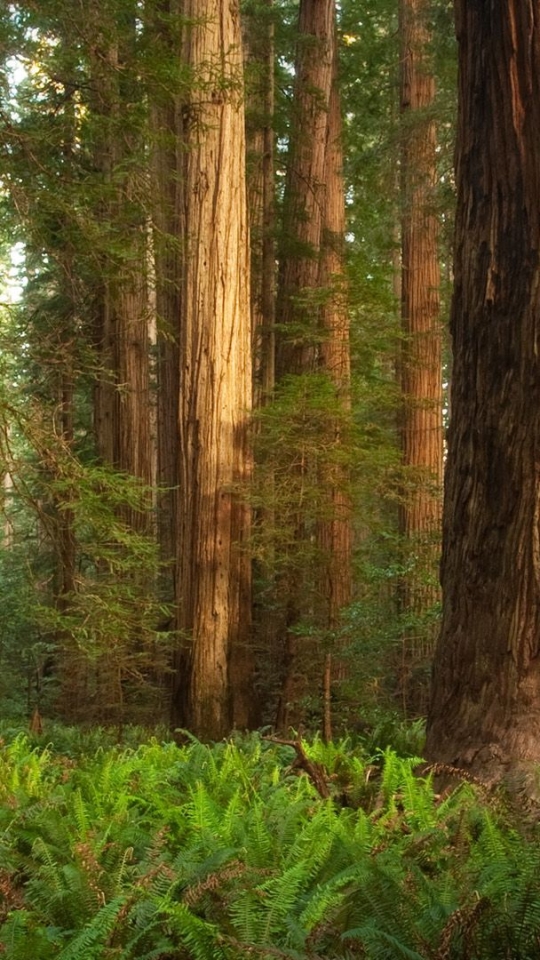 Download mobile wallpaper Forest, Tree, Earth, Redwood for free.