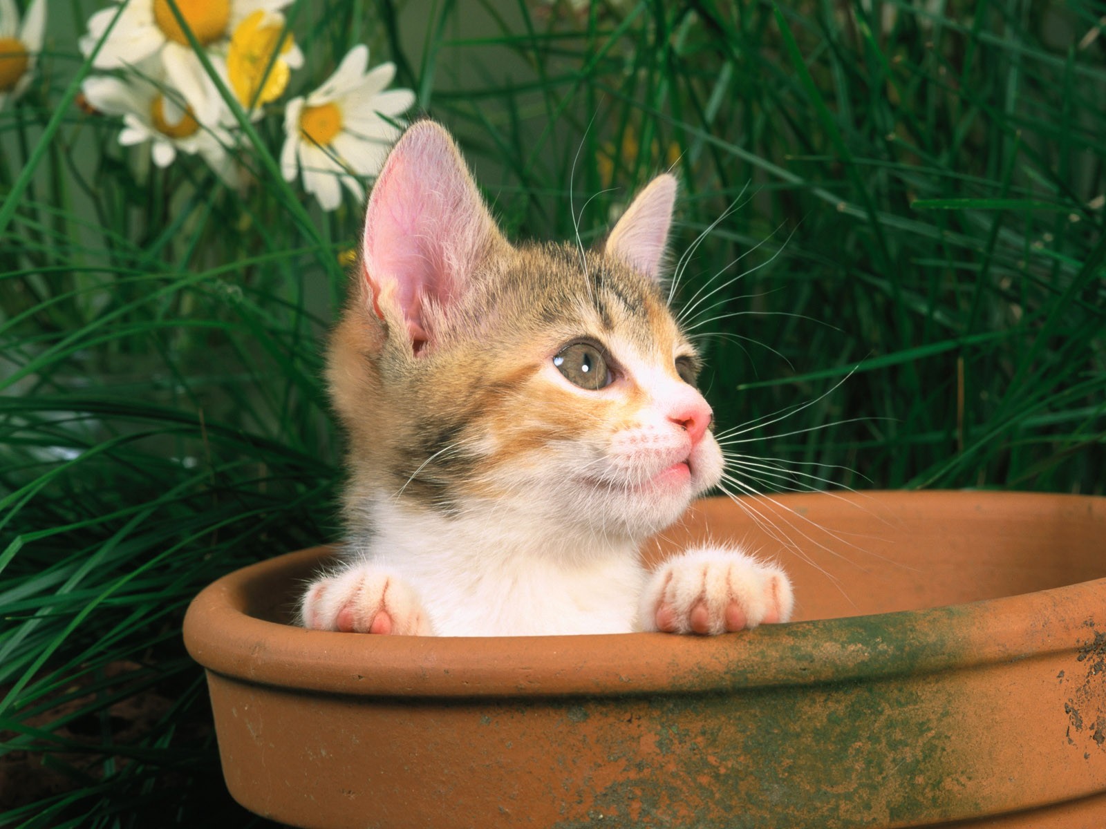 Handy-Wallpaper Tiere, Katzen, Katze kostenlos herunterladen.