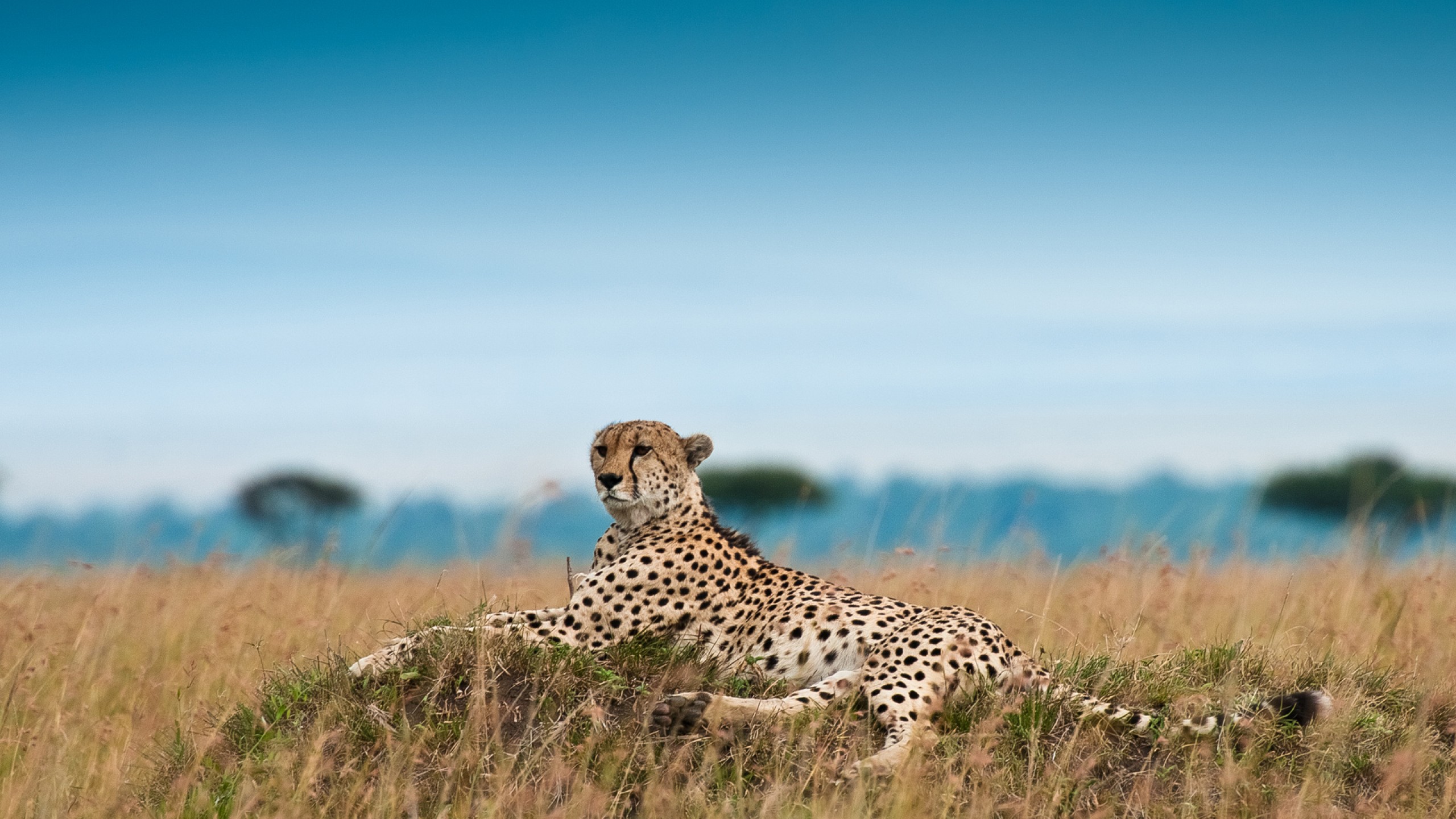 Laden Sie das Tiere, Gepard-Bild kostenlos auf Ihren PC-Desktop herunter