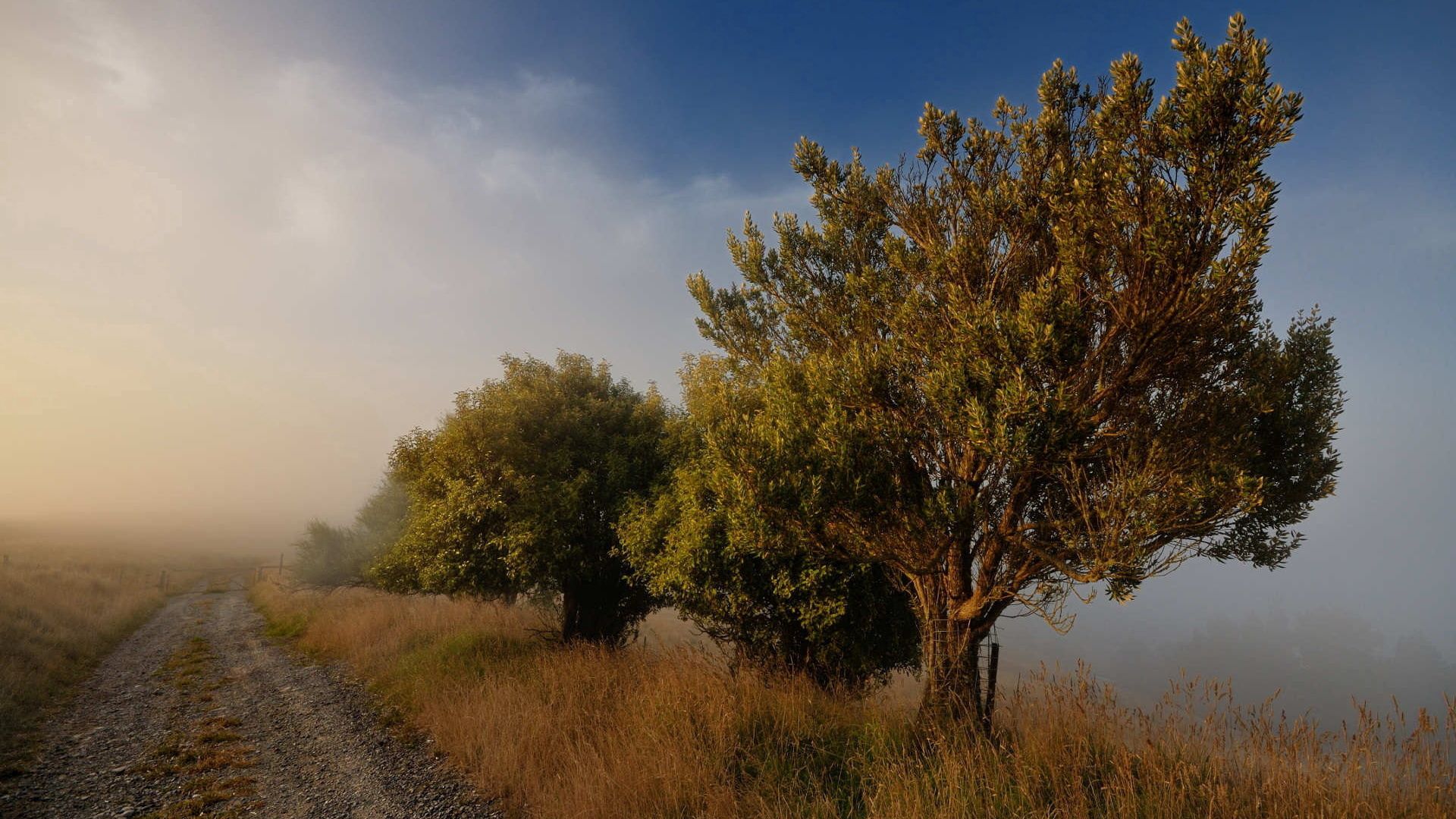 Descarga gratuita de fondo de pantalla para móvil de Camino, Niebla, Cielo Azul, Árboles, Naturaleza.