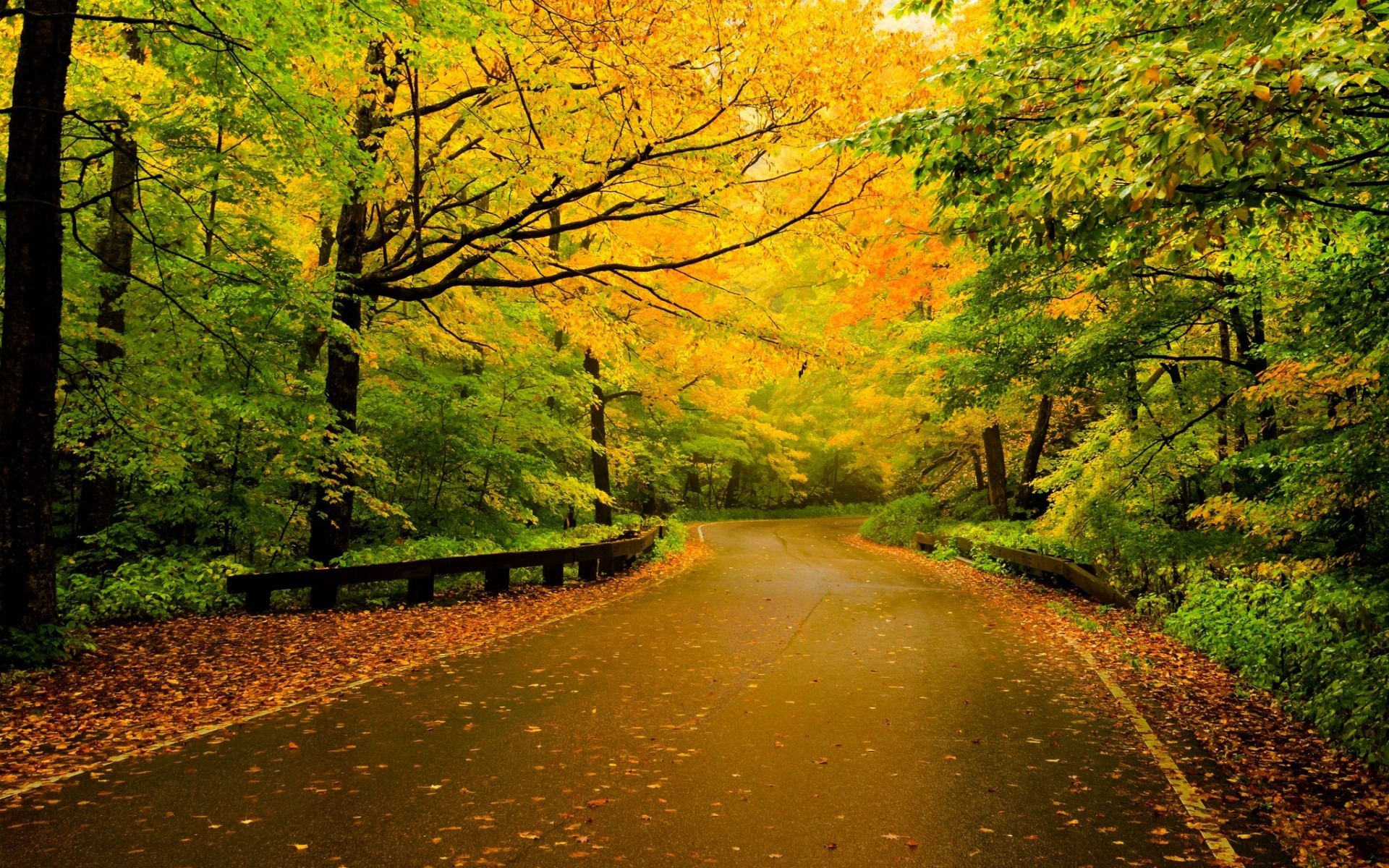Download mobile wallpaper Nature, Road, Tree, Fall, Man Made for free.