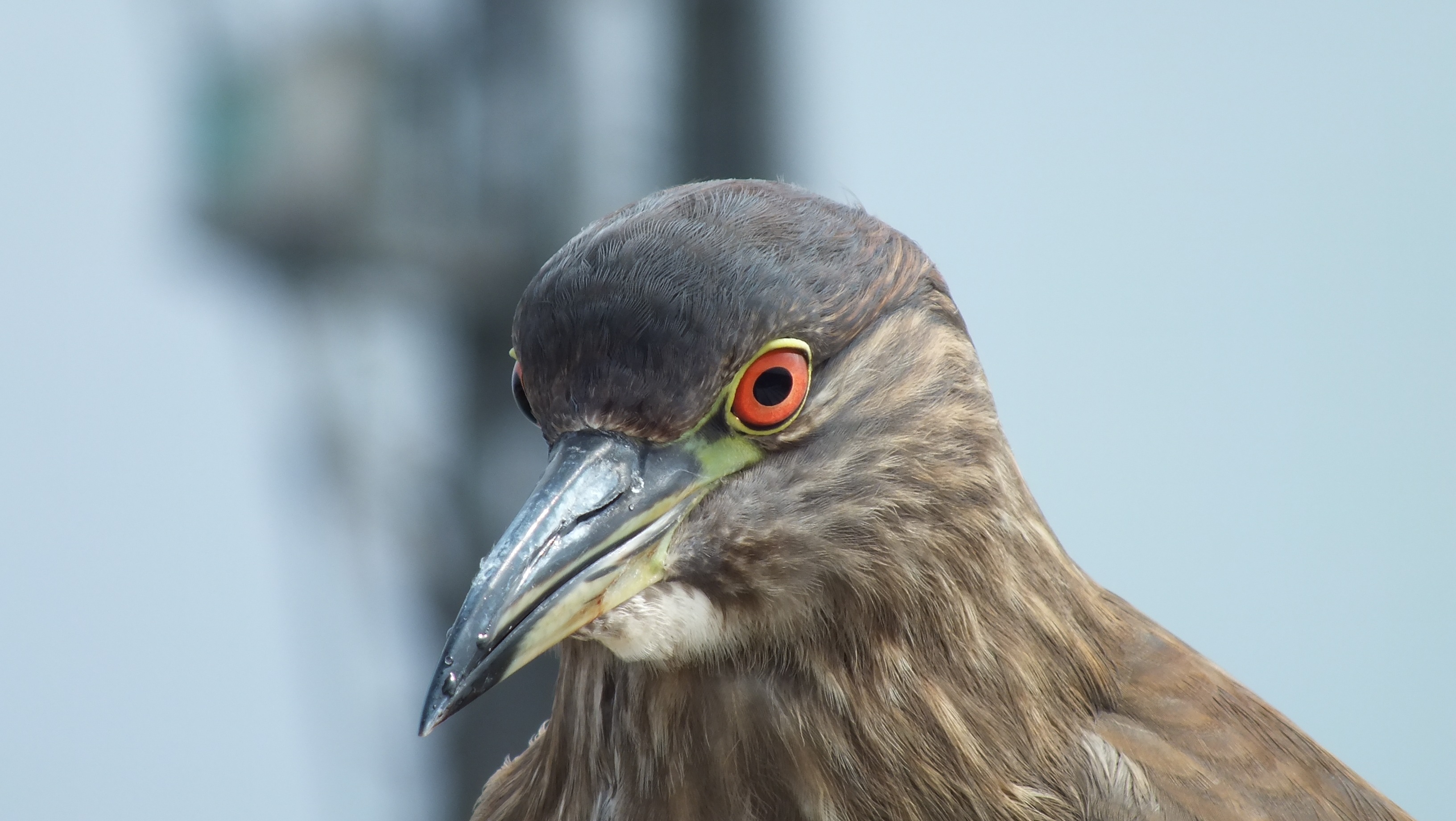 Free download wallpaper Bird, Dove, Animals, Eyes, Beak on your PC desktop