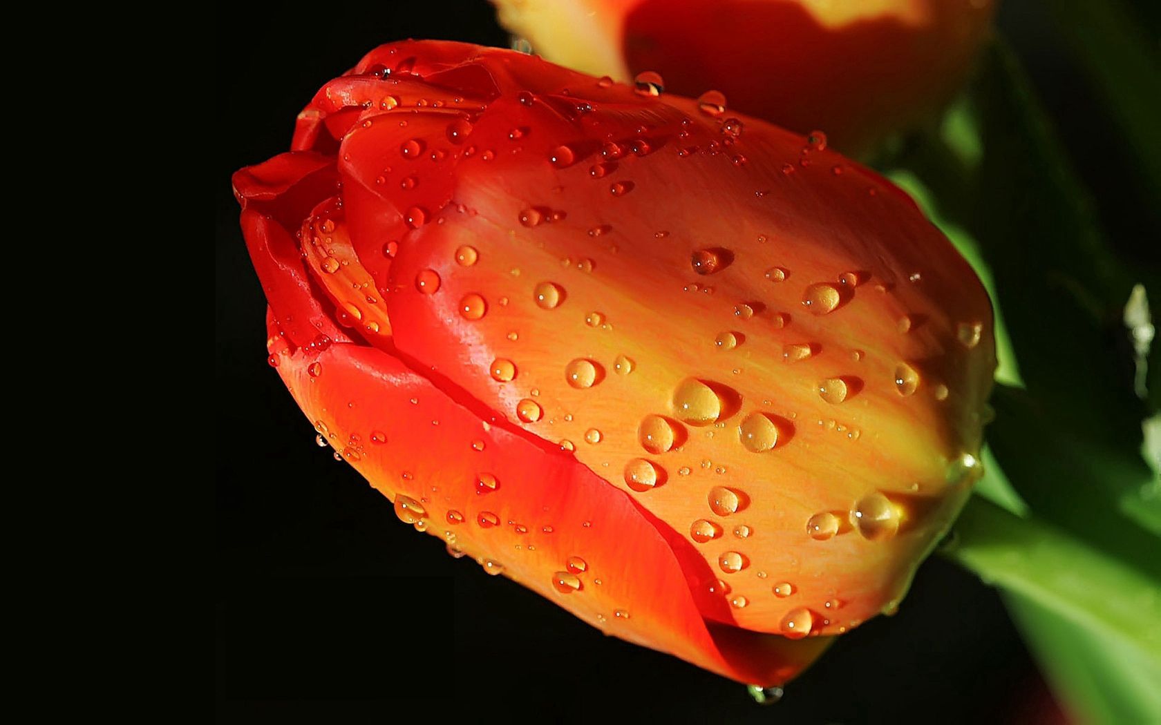 flowers, drops, flower, bud, close up, tulip Image for desktop