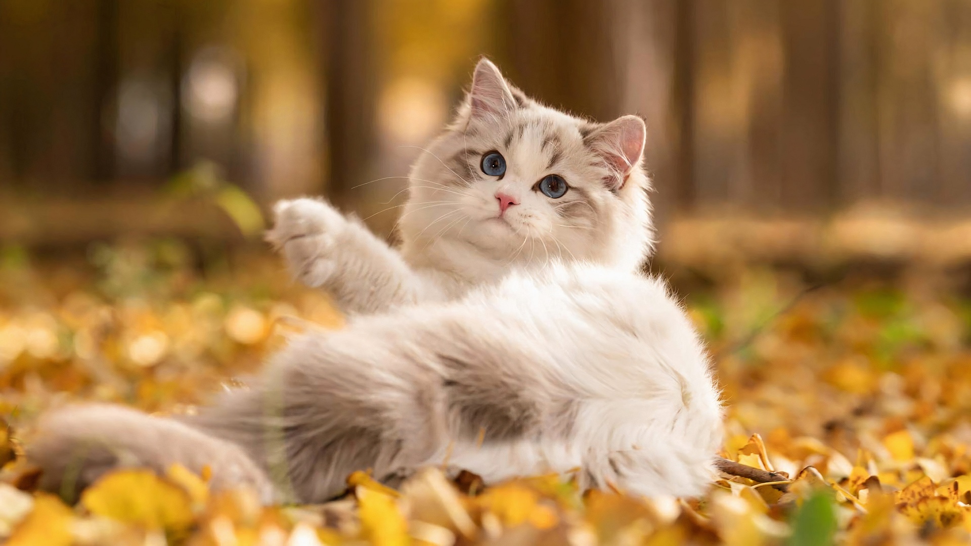 Free download wallpaper Cat, Cats, Animal on your PC desktop