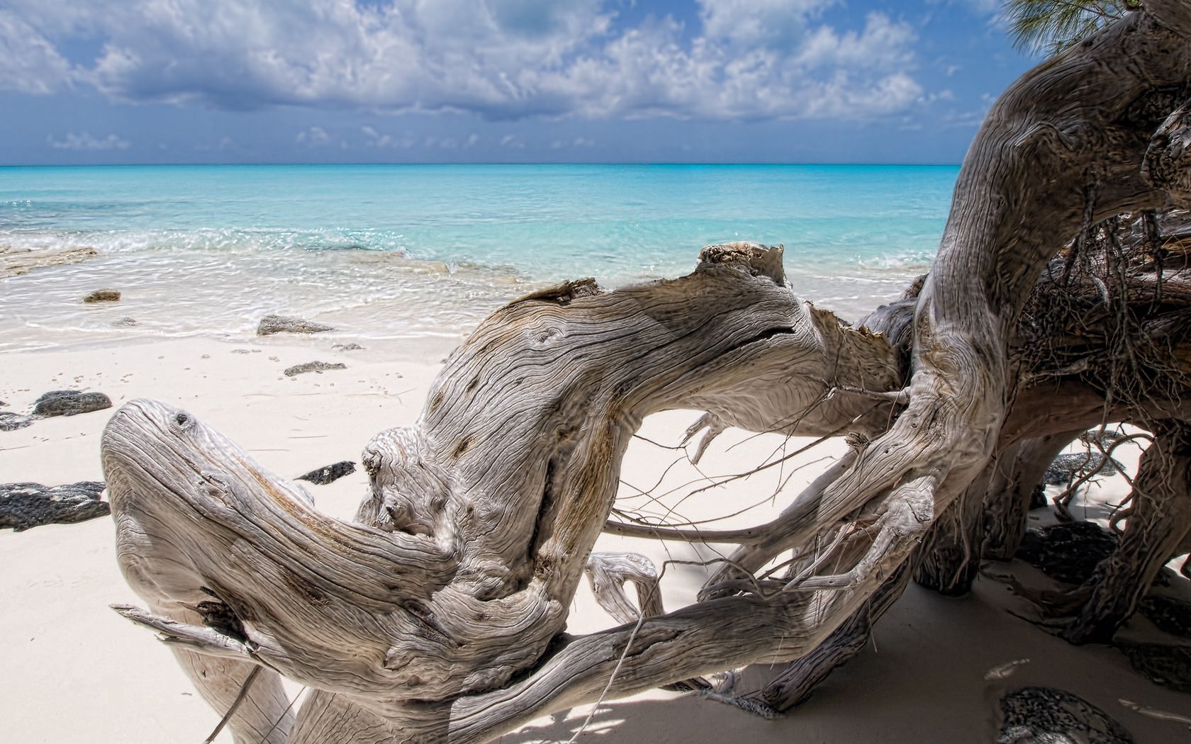 128353 скачать картинку пляж, природа, море, дерево, голубая вода, коряга, сухое - обои и заставки бесплатно