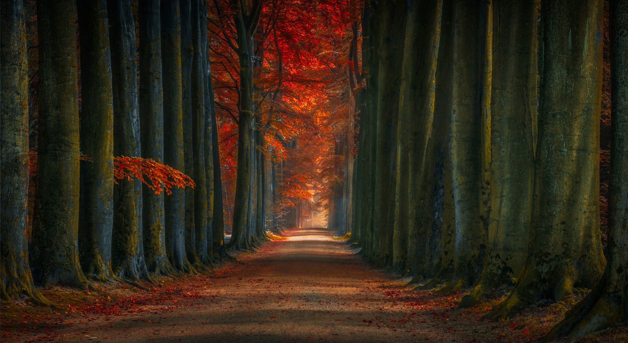 Laden Sie das Natur, Herbst, Straße, Baum, Menschengemacht, Von Bäumen Gesäumt-Bild kostenlos auf Ihren PC-Desktop herunter
