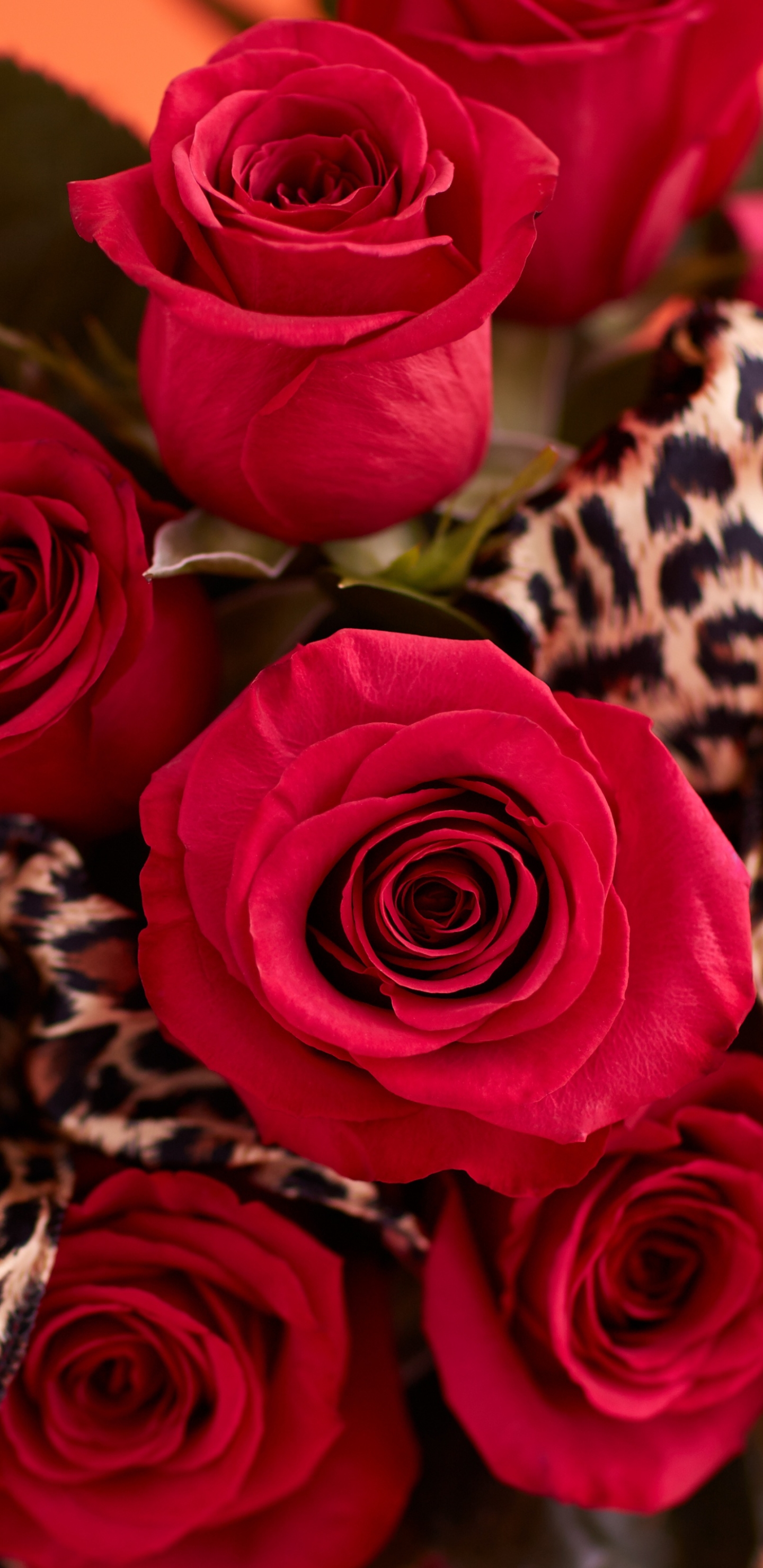 Free download wallpaper Flowers, Flower, Rose, Earth, Red Rose, Red Flower on your PC desktop