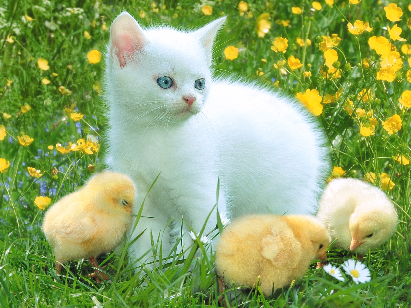 kitty, animals, grass, chicks, kitten, playful