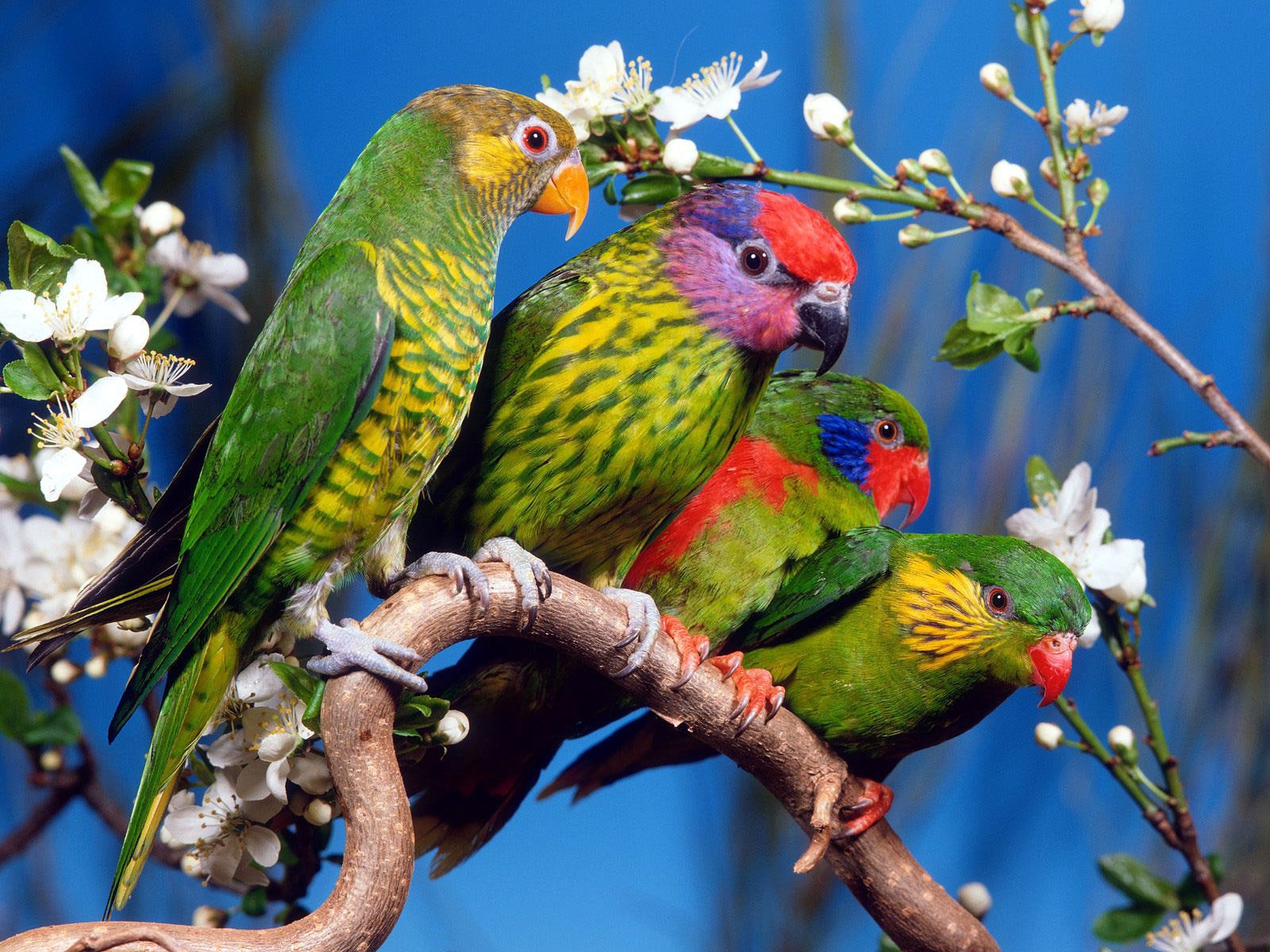 179347 baixar papel de parede animais, papagaio, aves - protetores de tela e imagens gratuitamente