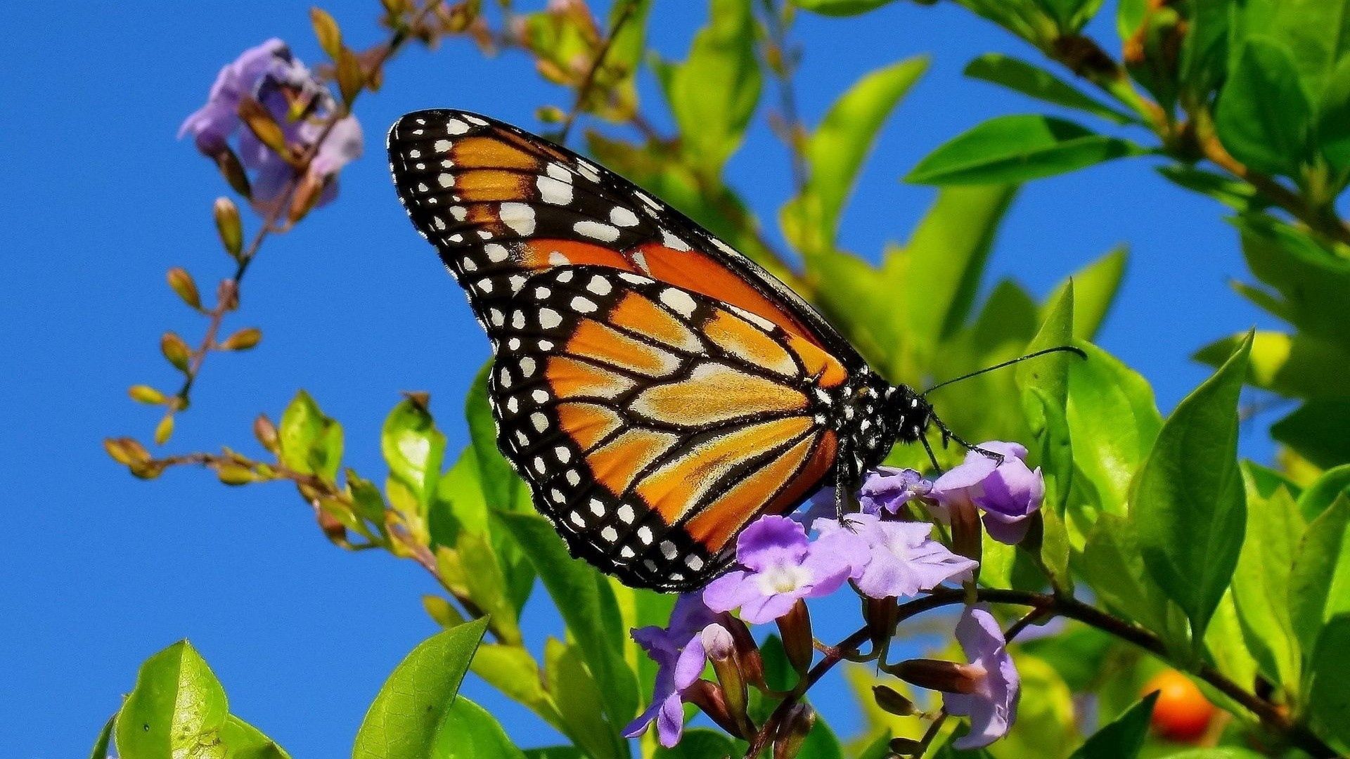Free download wallpaper Macro, Wings, Butterfly, Plant, Patterns on your PC desktop